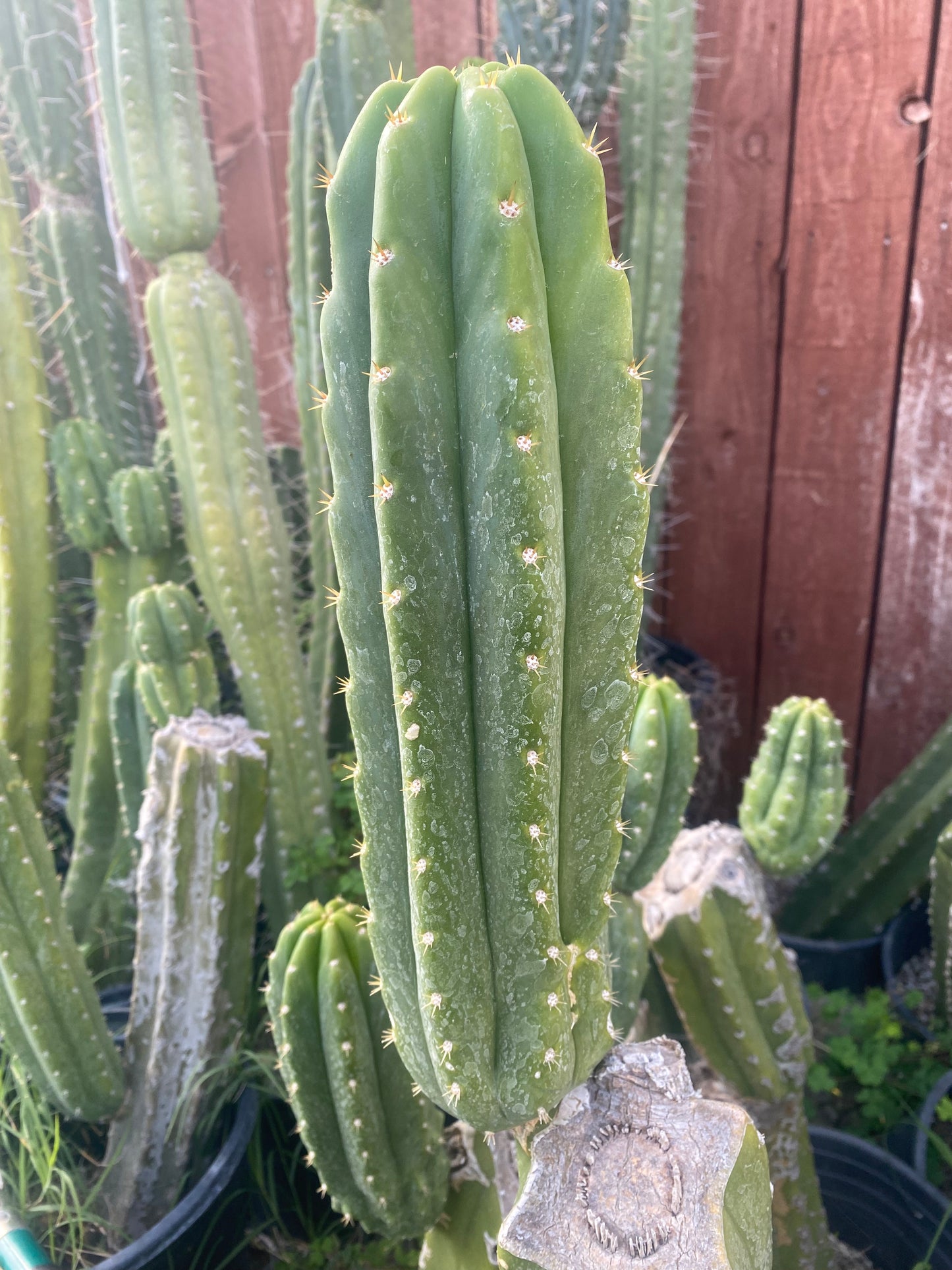 13” San Pedro top cutting