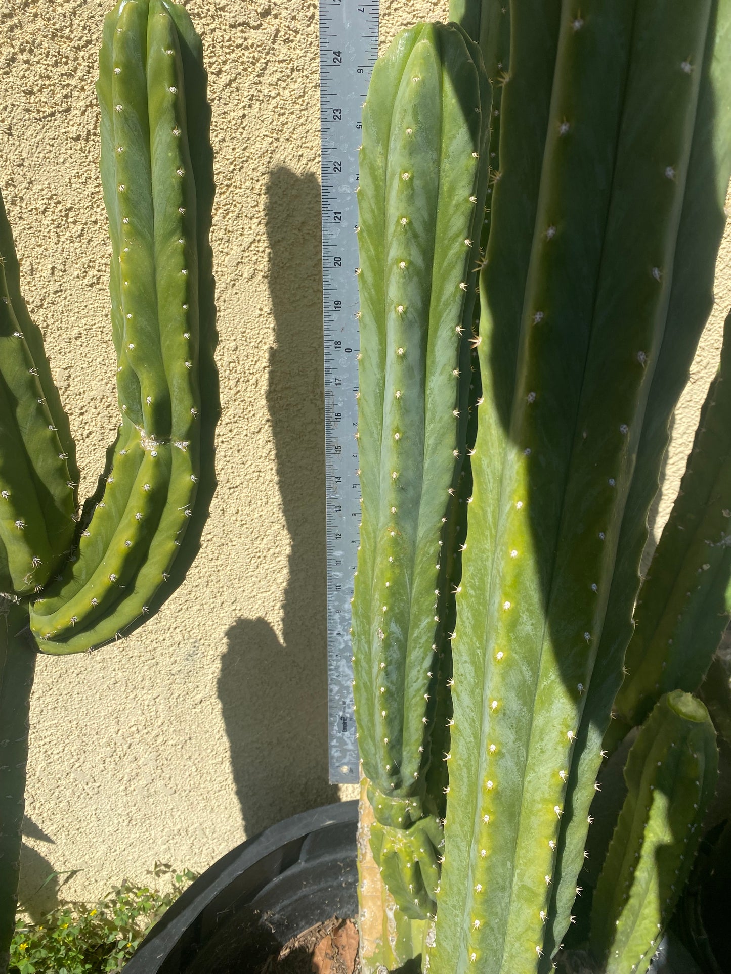 24” San Pedro top cutting