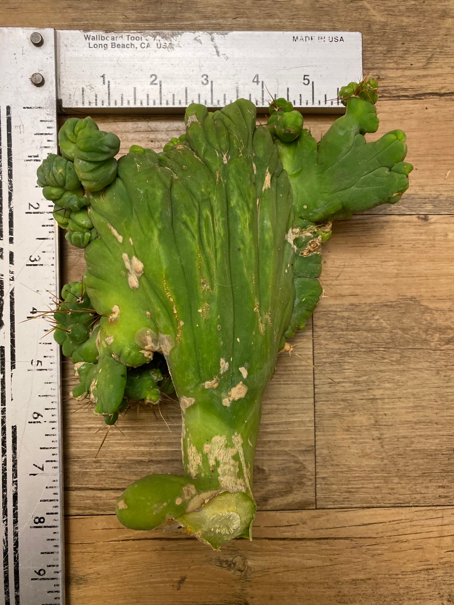 8” tall T. Bridgesii Monstrose Crest cutting