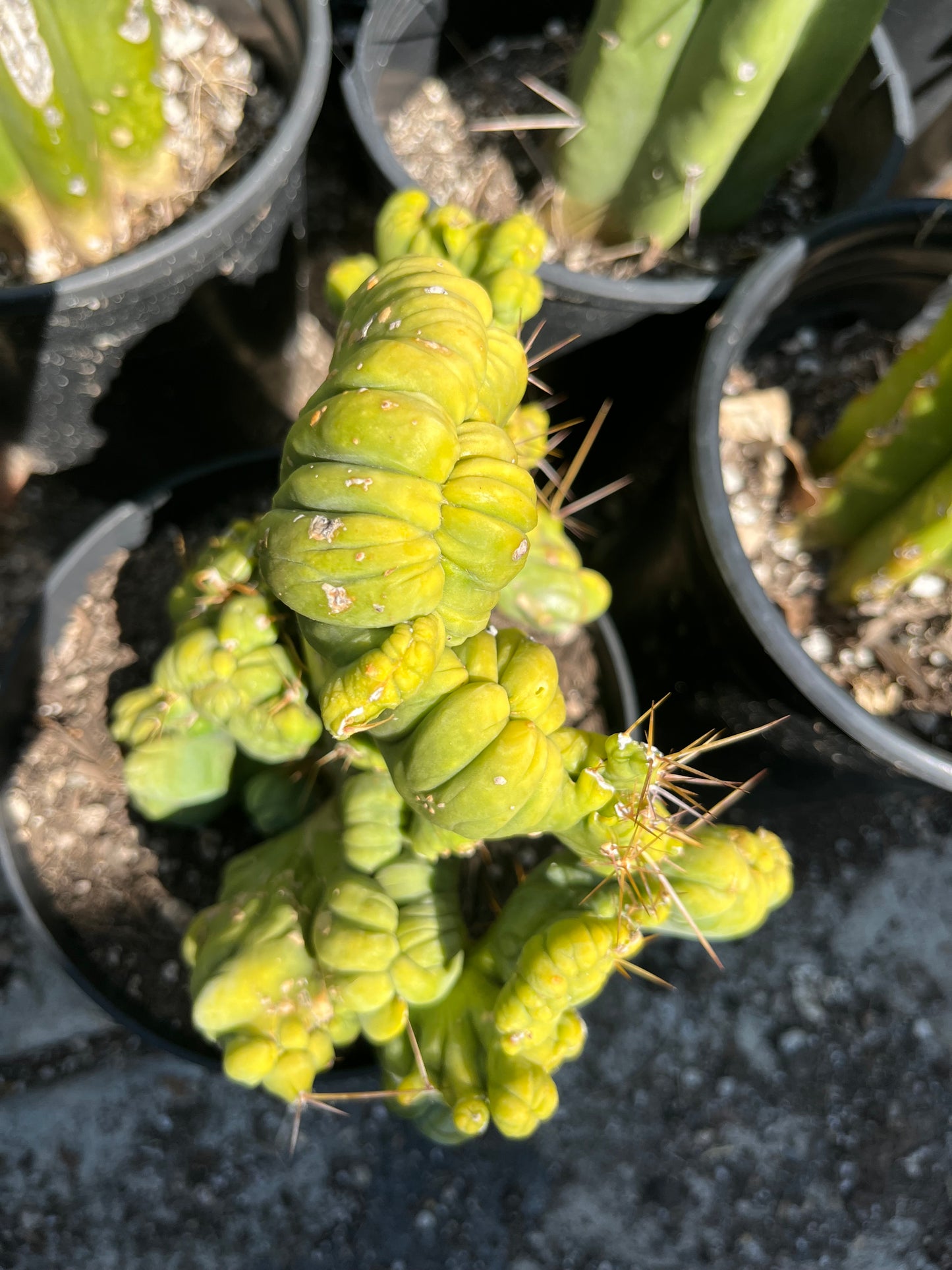 8 1/2” wide T. Bridgesii Monstrose Crest cutting with roots showing