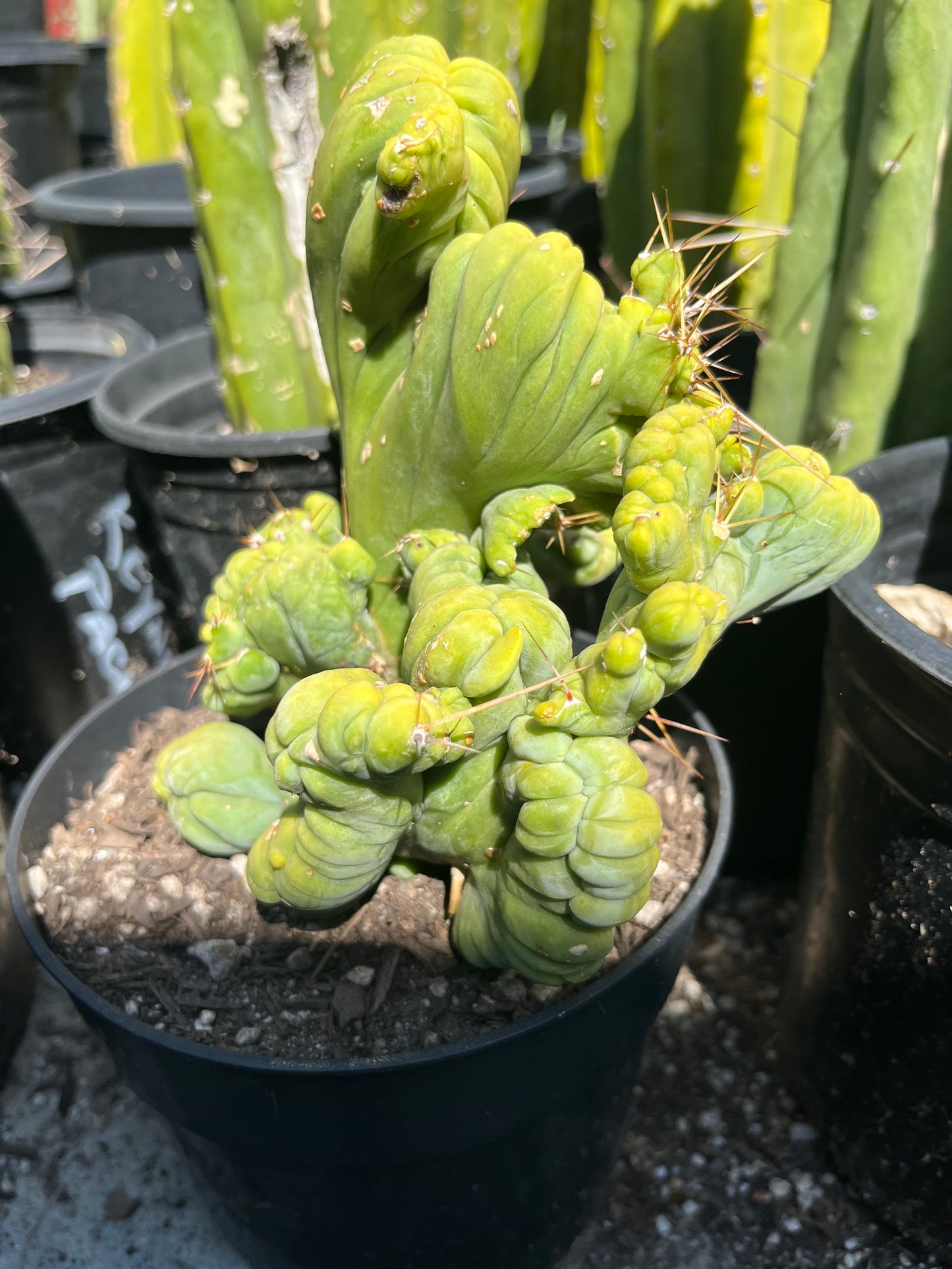 8 1/2” wide T. Bridgesii Monstrose Crest cutting with roots showing