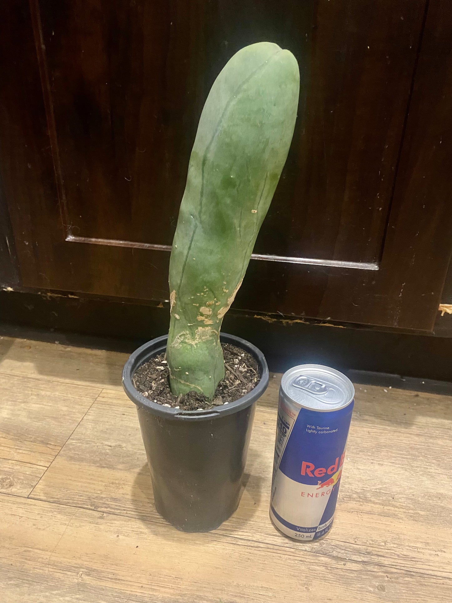 11” Bridgesii Monstrose Long or clone A cutting
