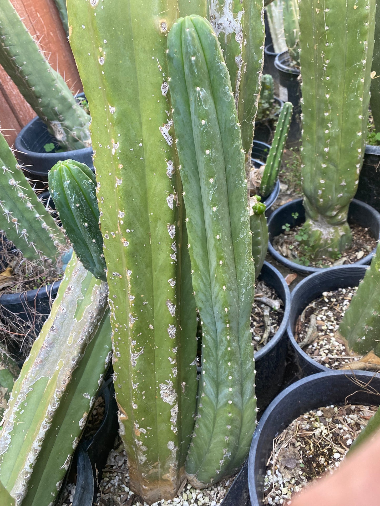22” San Pedro top cutting