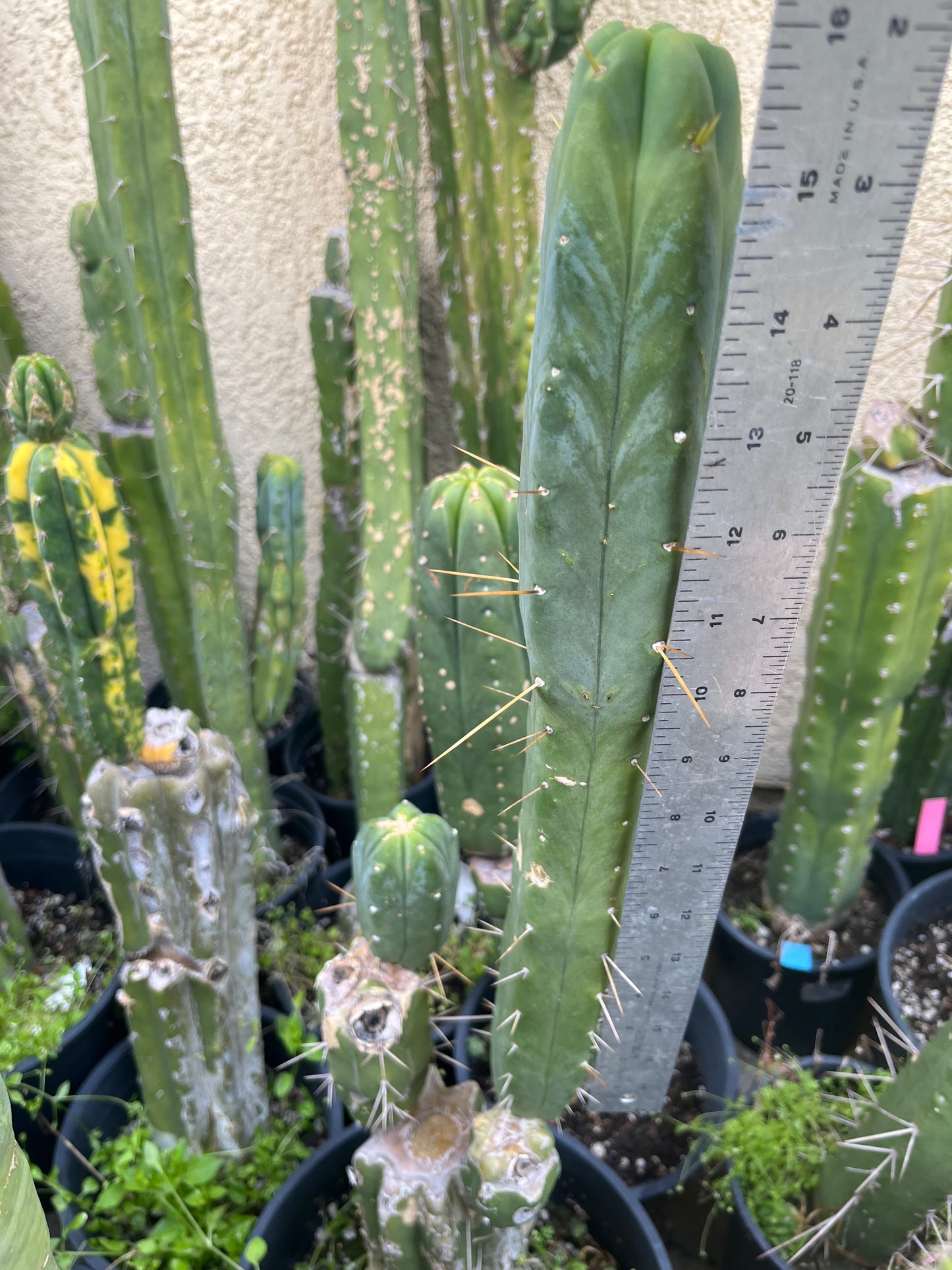 15 1/2” T. Bridgesii Wowie x T. Bridgesii SS02 cutting B17