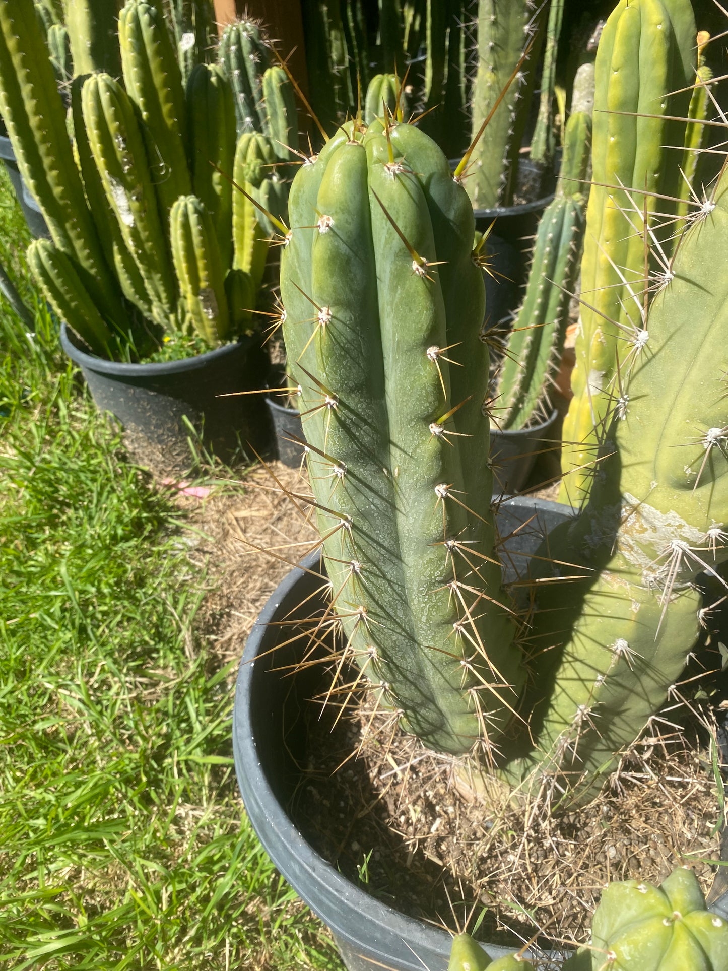 16” T. Peruvianus Rahuapampa