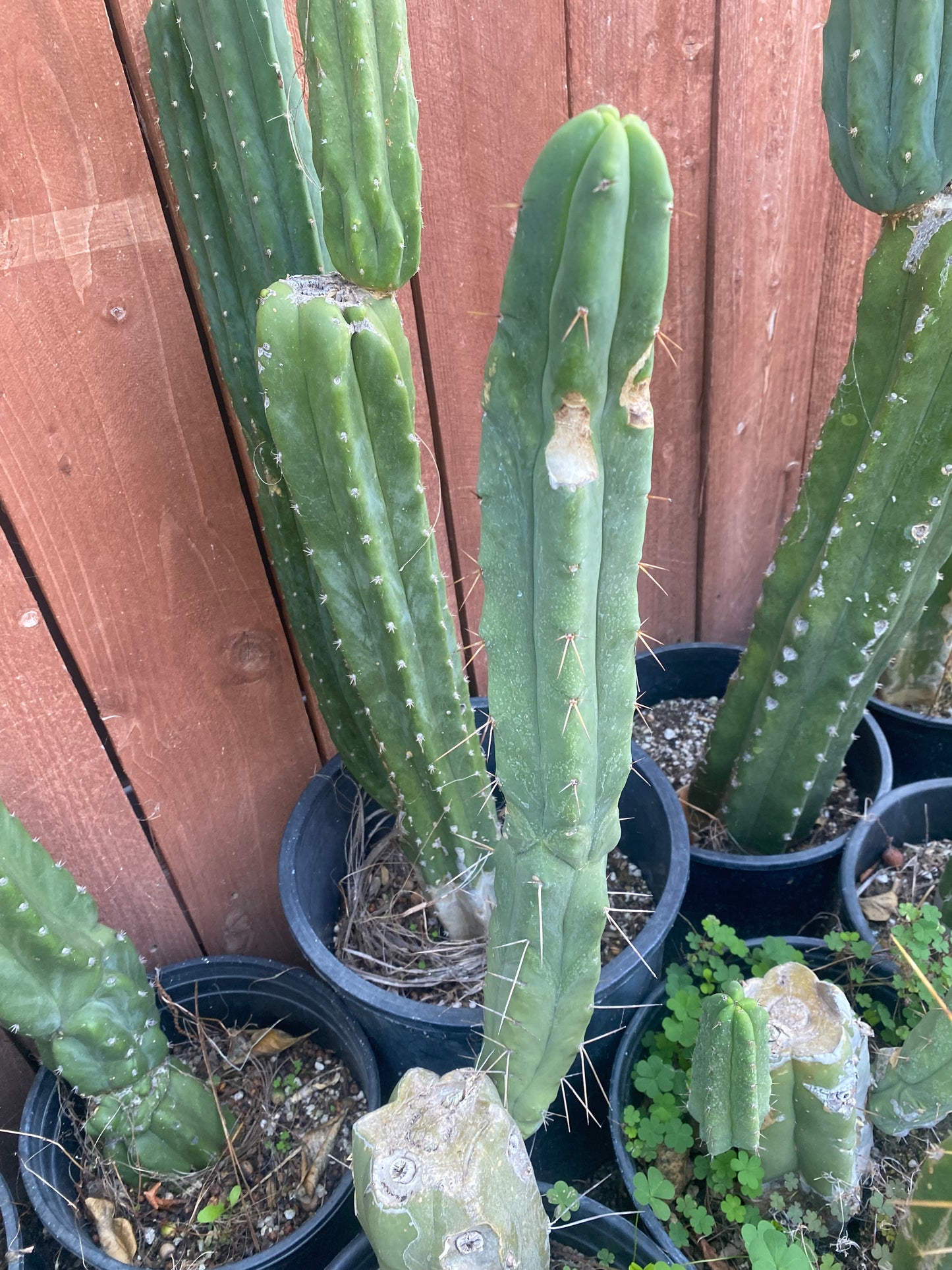 19” T. Bridgesii cutting B01