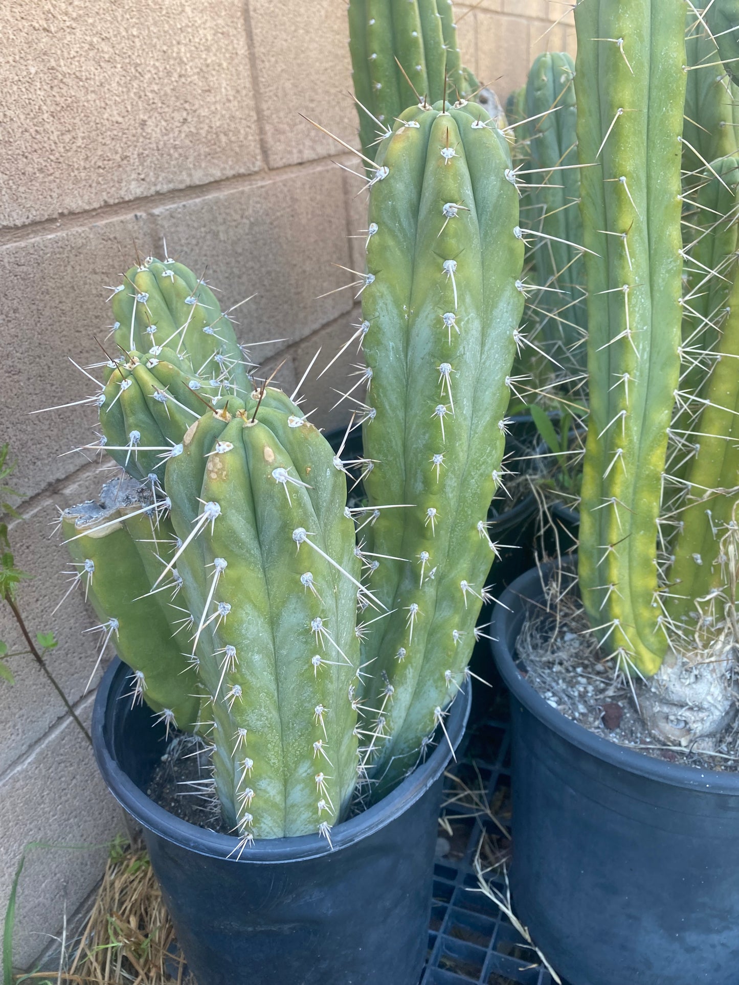 14” T. Peruvianus Los Gentiles cutting