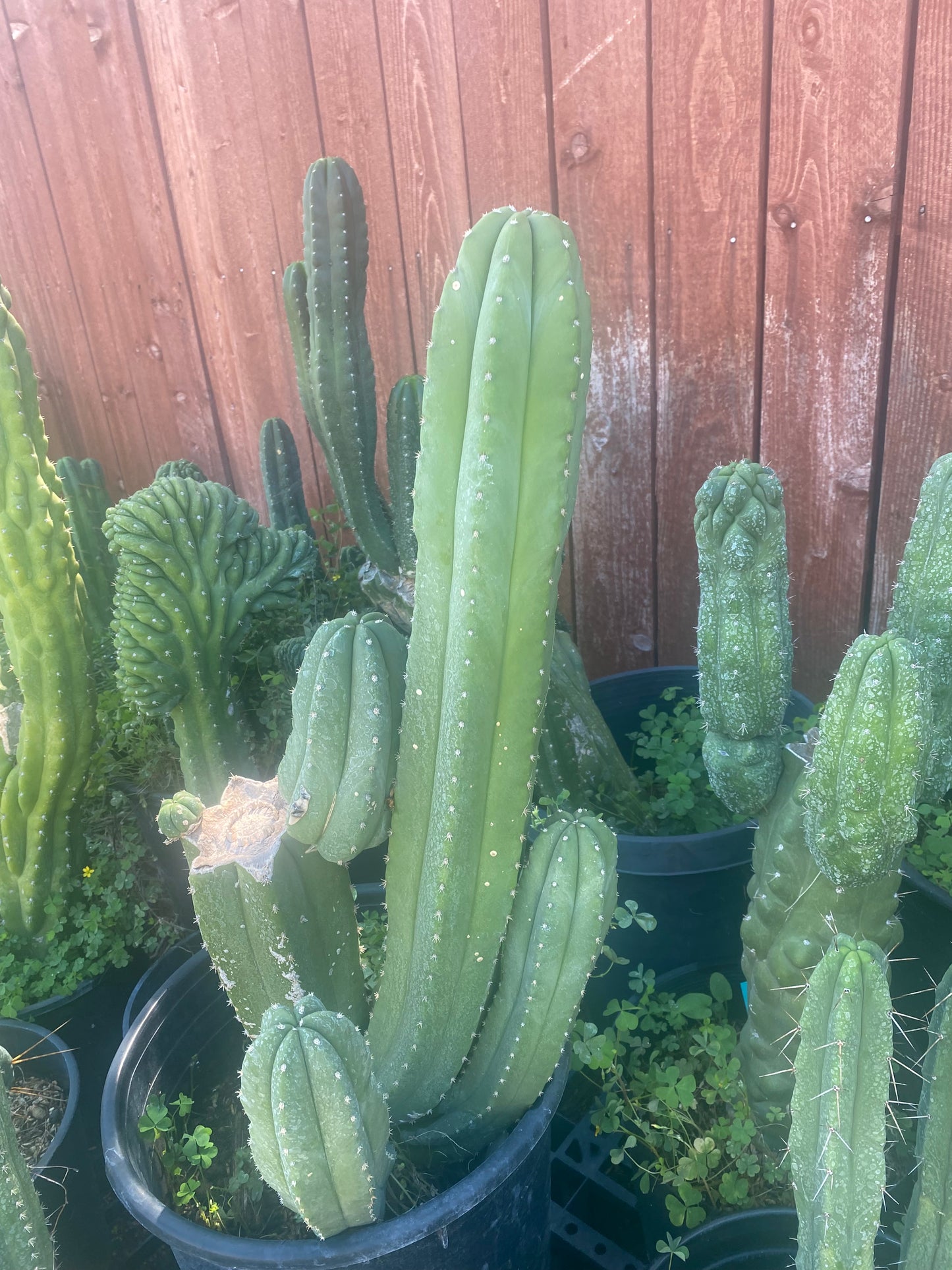 24” T. Pachanoi Cordobensis cutting