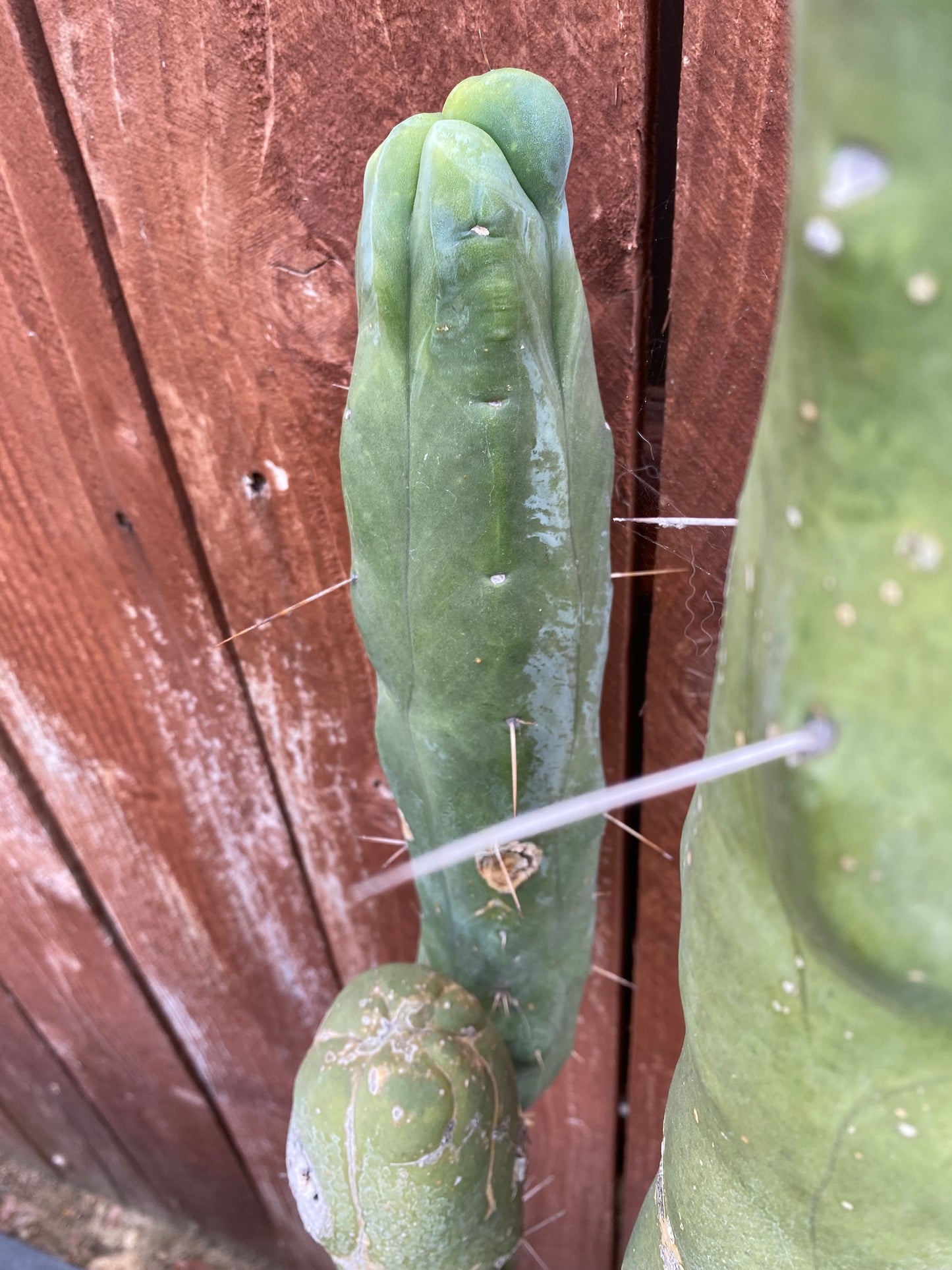 12” T. Bridgesii Monstrose Melted Wax cutting B29