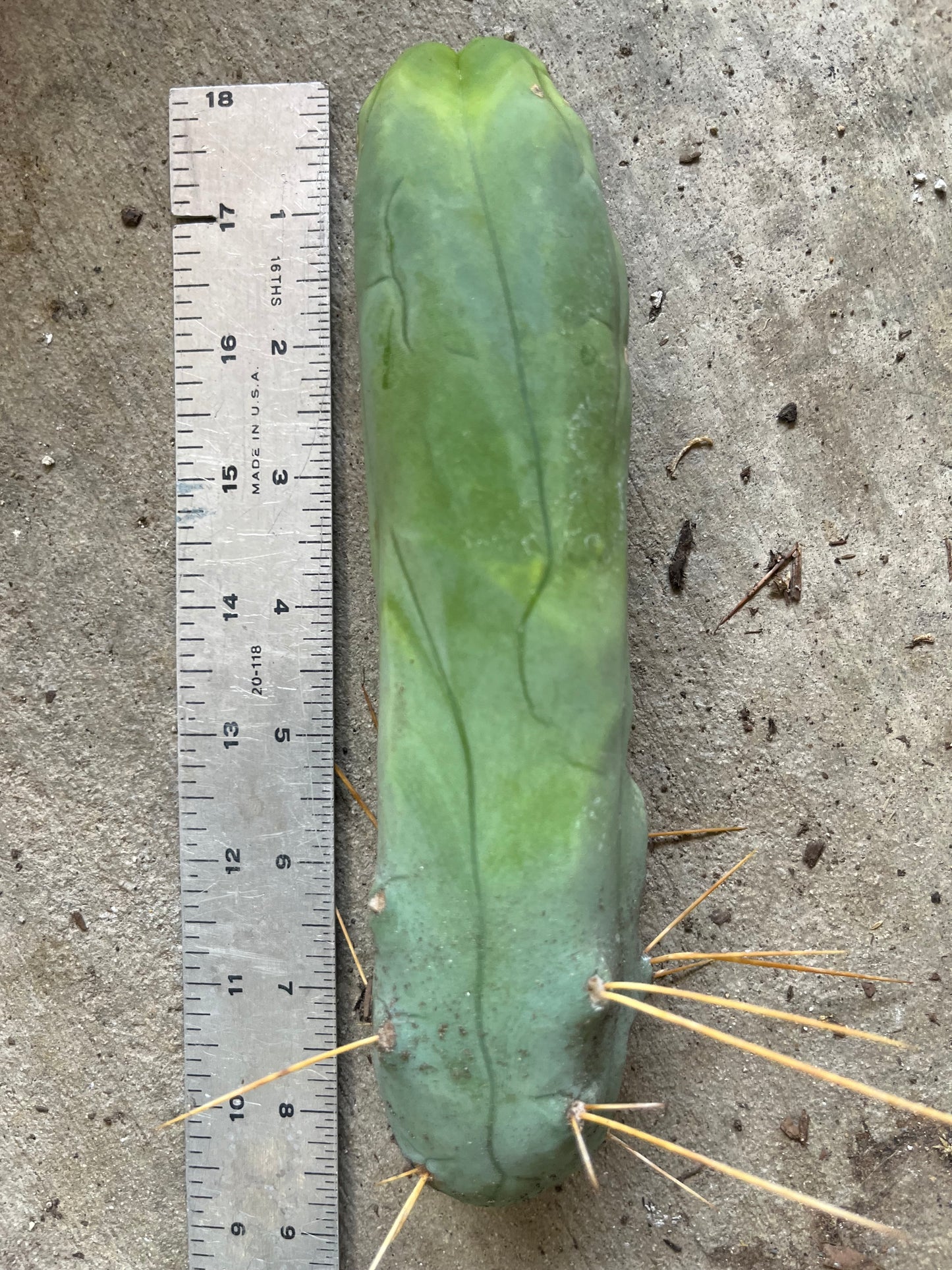 8” Bridgesii Monstrose Long or clone A cutting