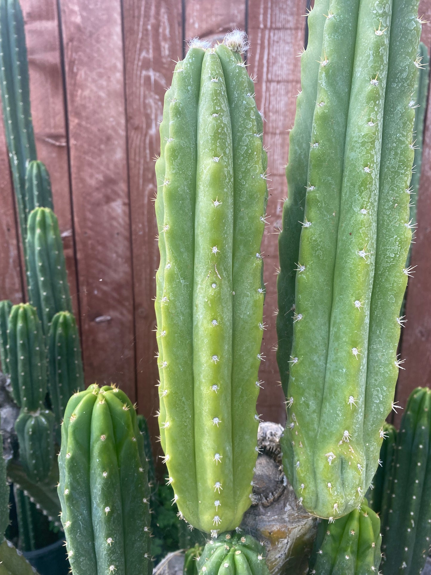 13” San Pedro cutting flowering tip