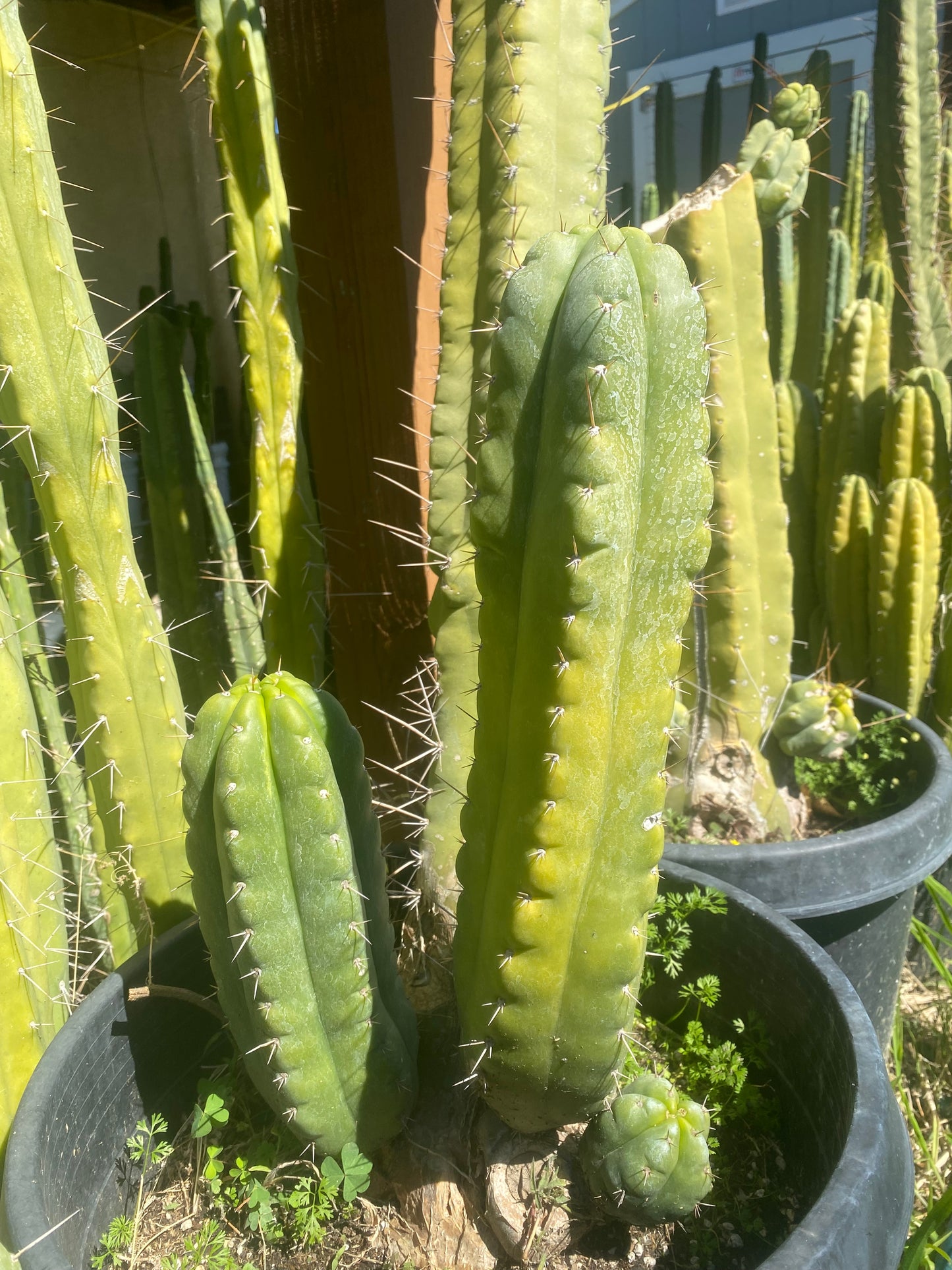 16” T. Pachanoi Monstrose cutting