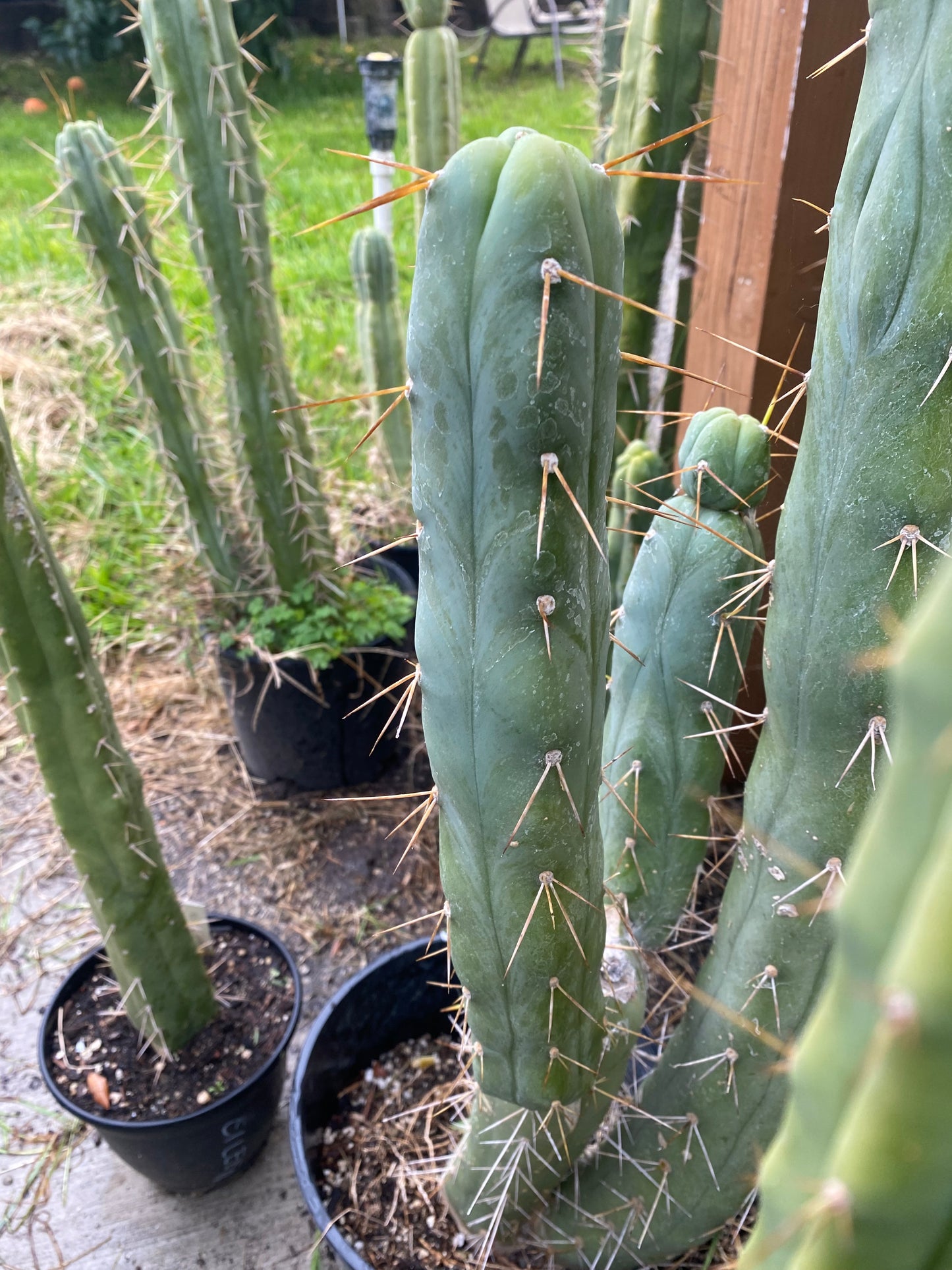 14” T. Bridgesii Monstrose Melted Wax like cutting