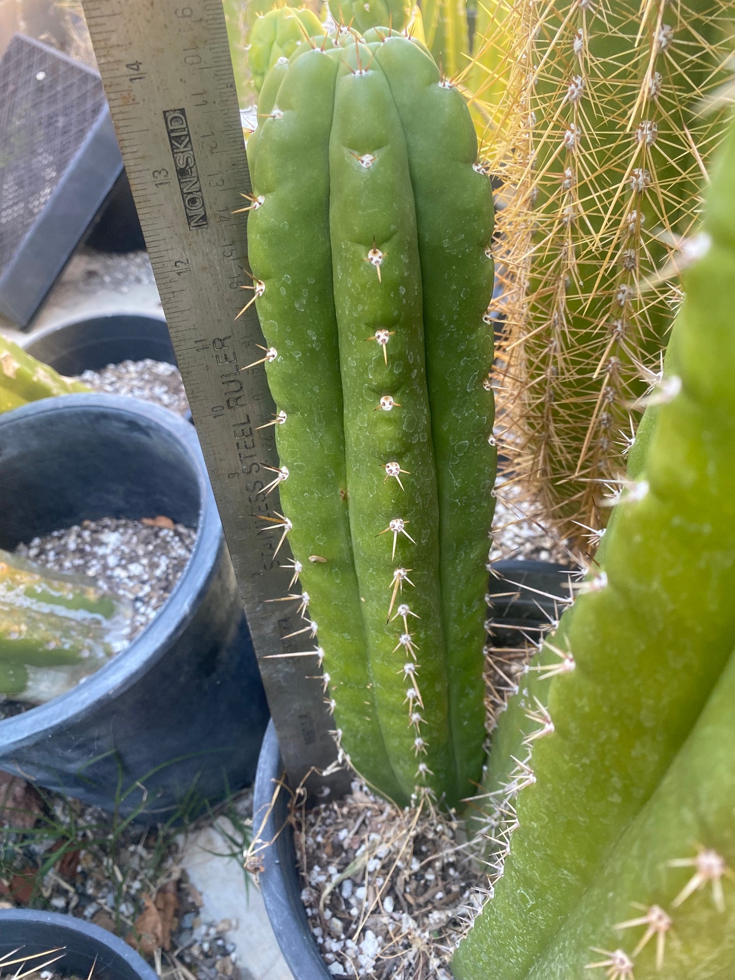 14 1/2” T. Pachanoi Monstrose Crest revert cutting