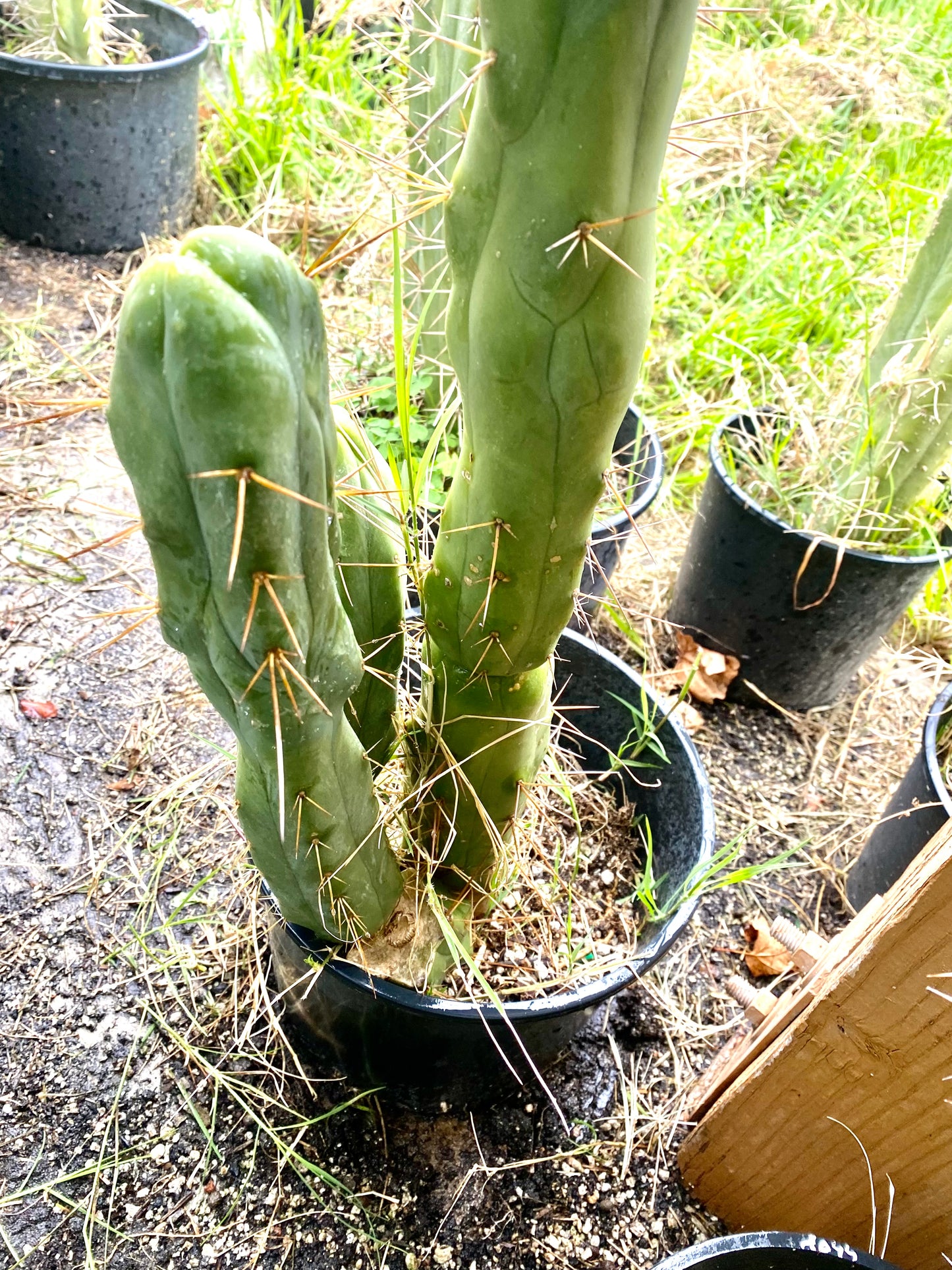 15” T. Bridgesii Monstrose Melted Wax Lotus Land cutting B22