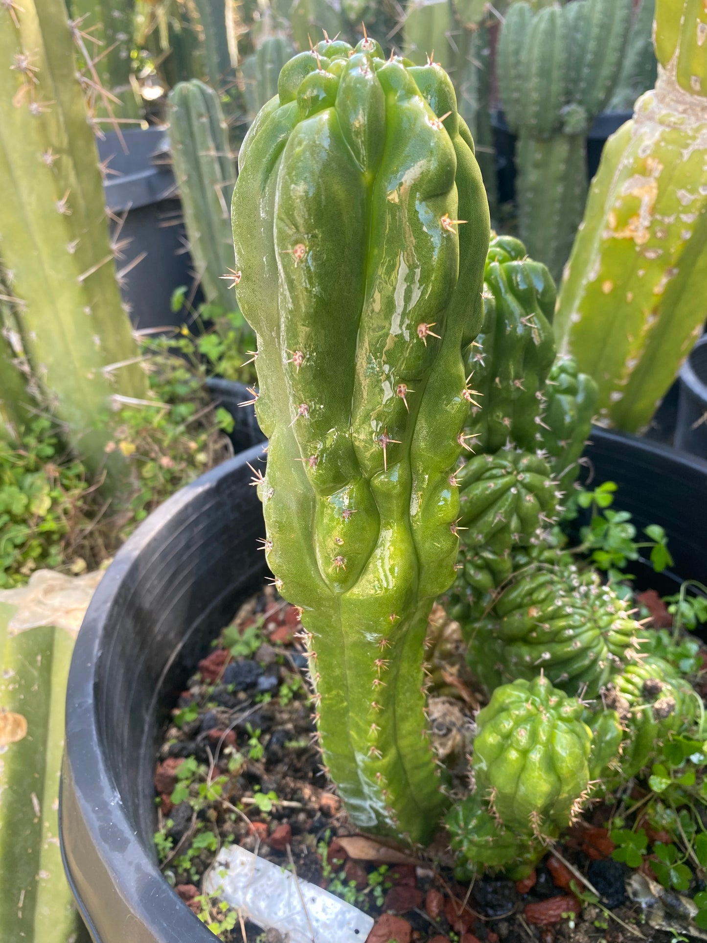 14 1/2” T. Pachanoi Monstrose Crest cutting