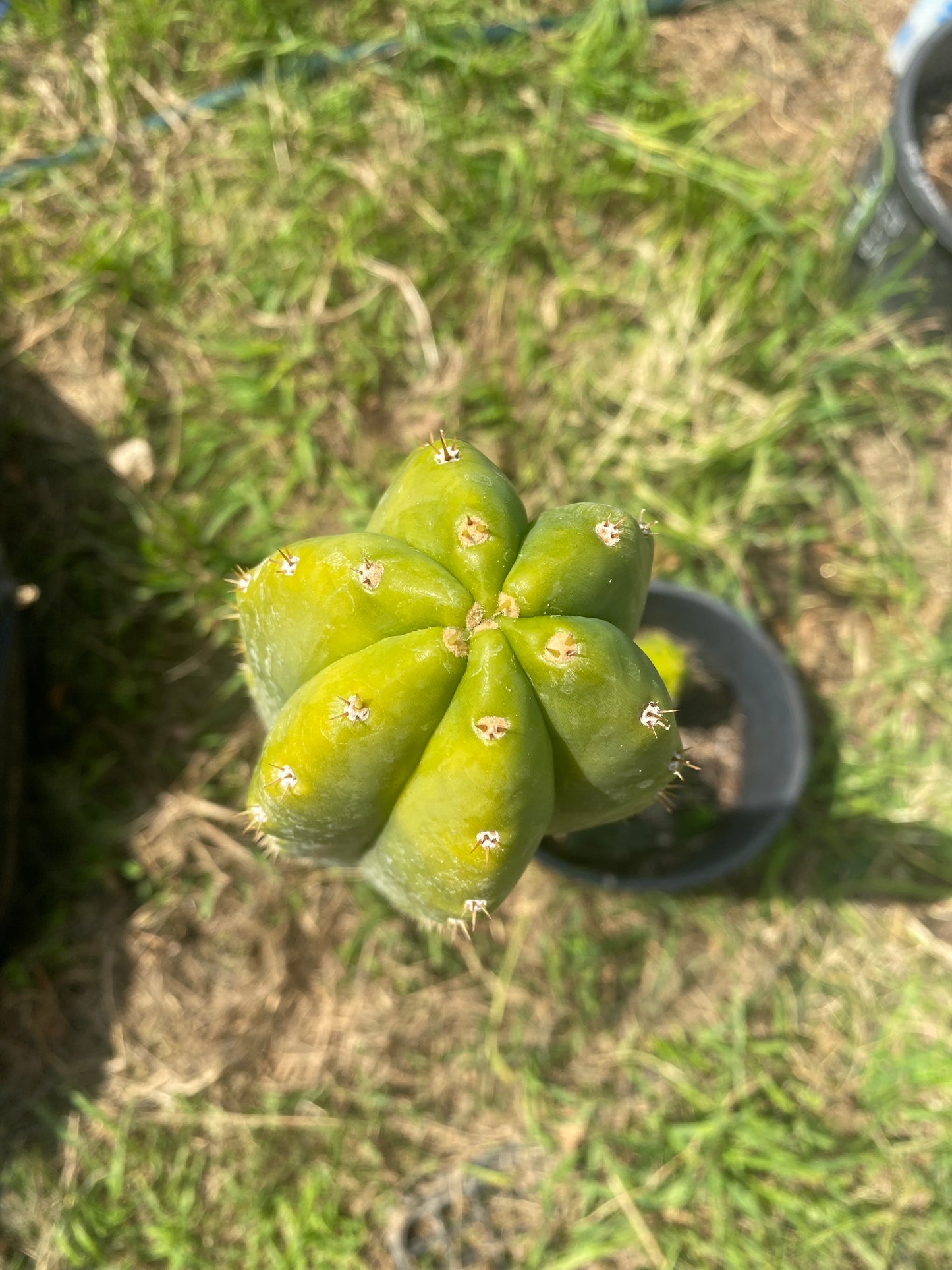 20” San Pedro top cutting