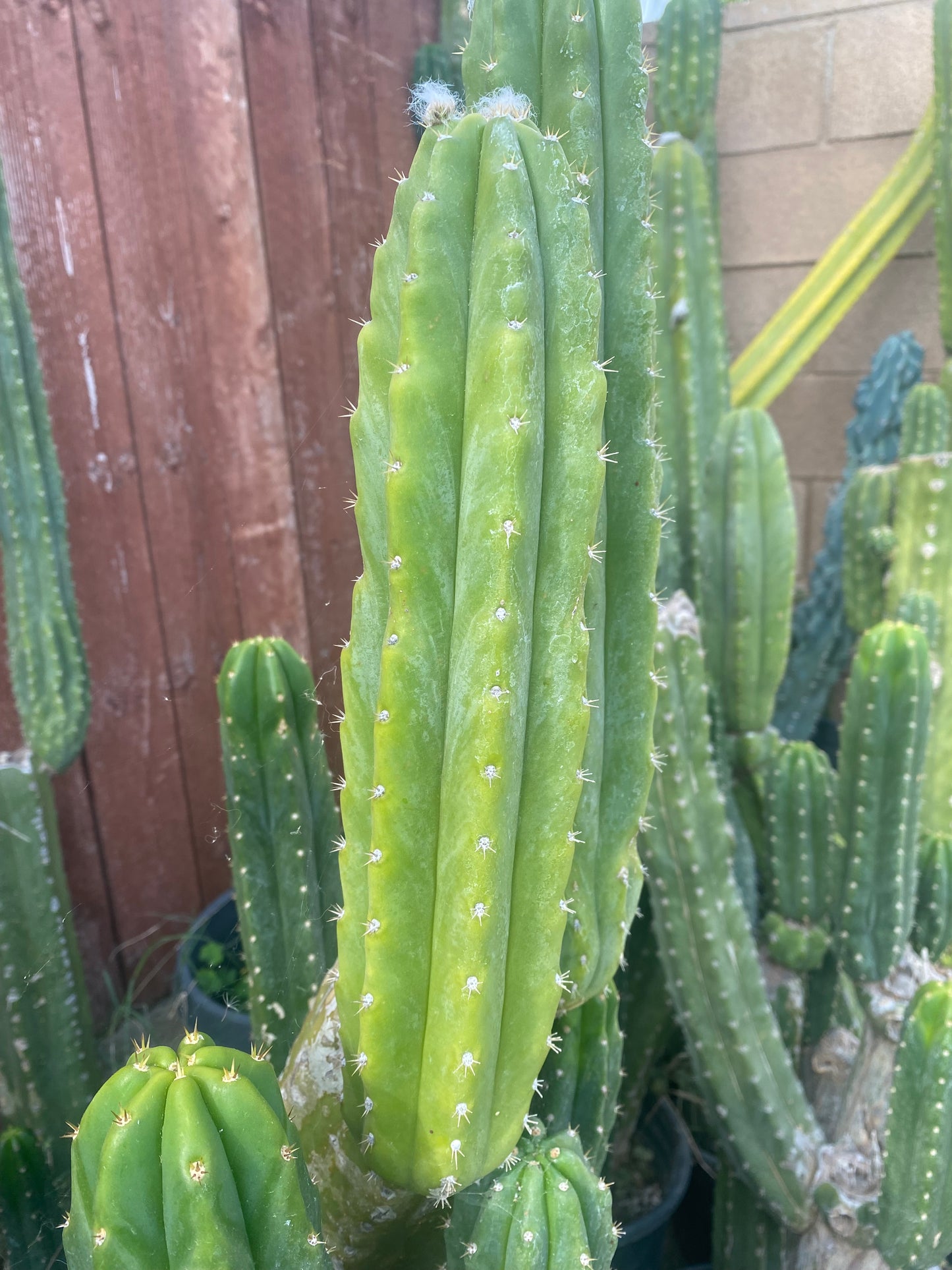 13” San Pedro cutting flowering tip