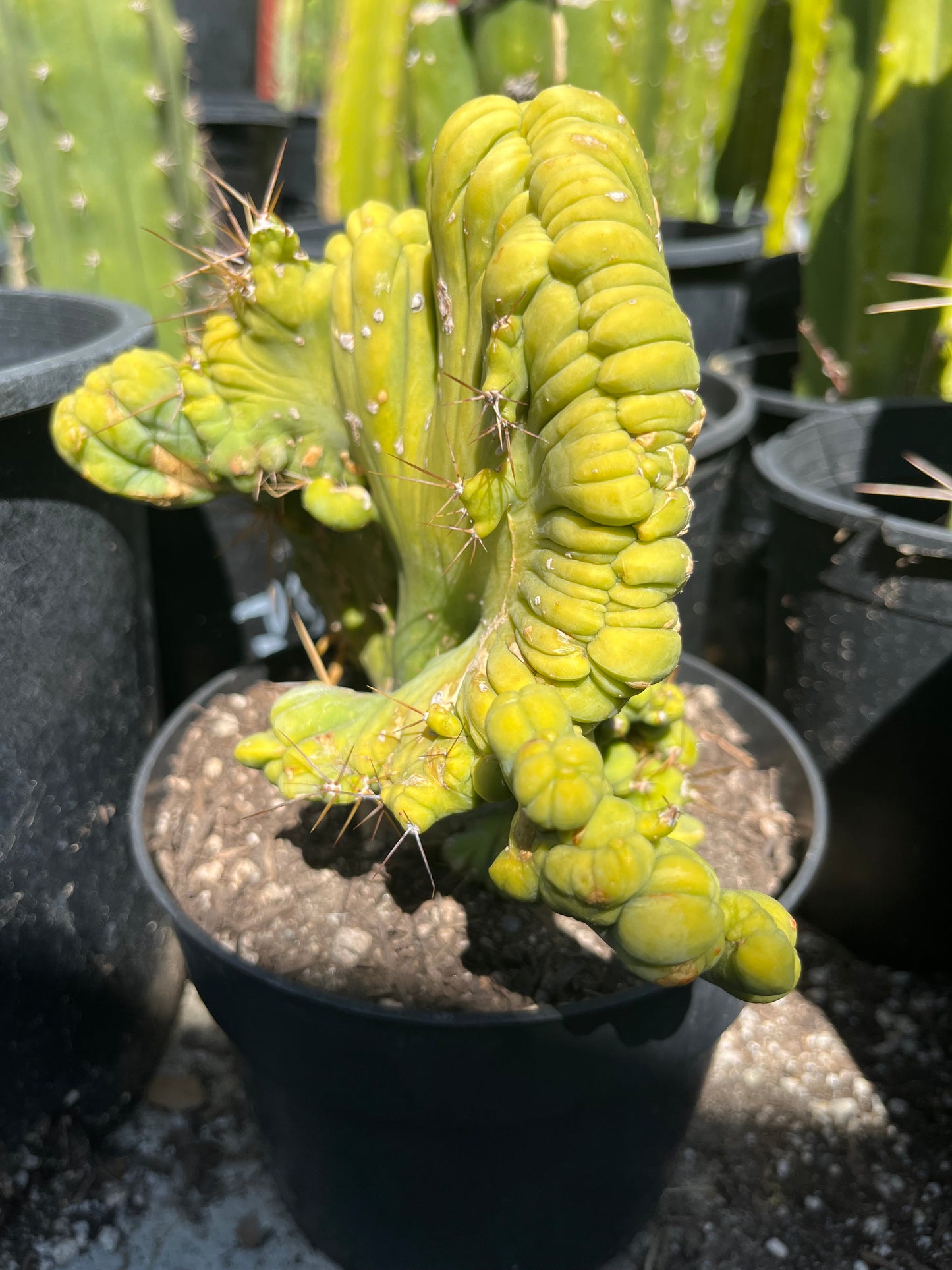 8 1/2” wide T. Bridgesii Monstrose Crest cutting with roots showing