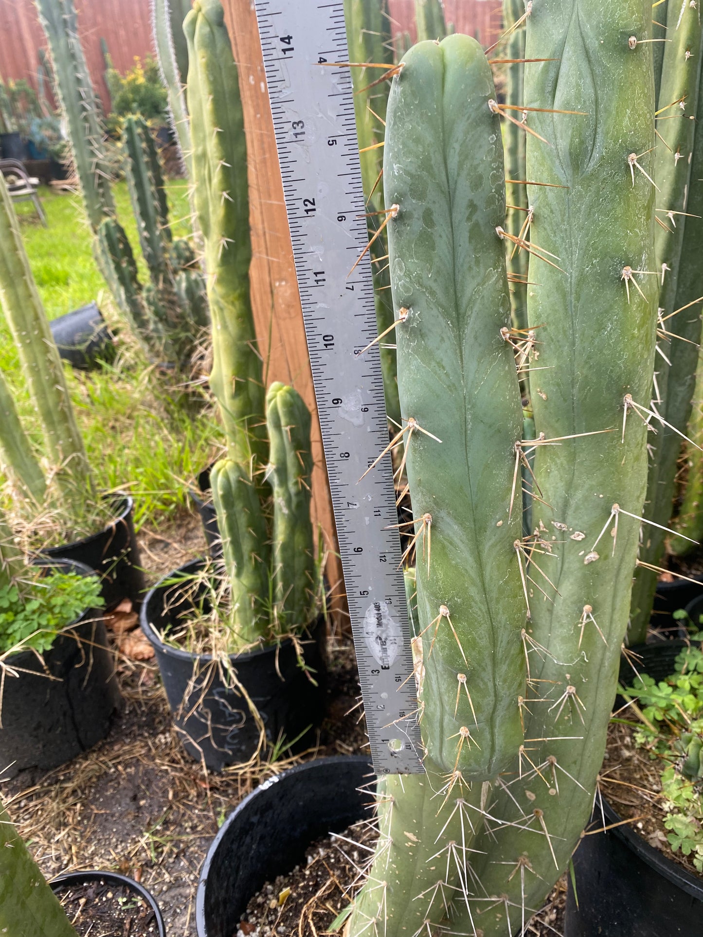 14” T. Bridgesii Monstrose Melted Wax like cutting