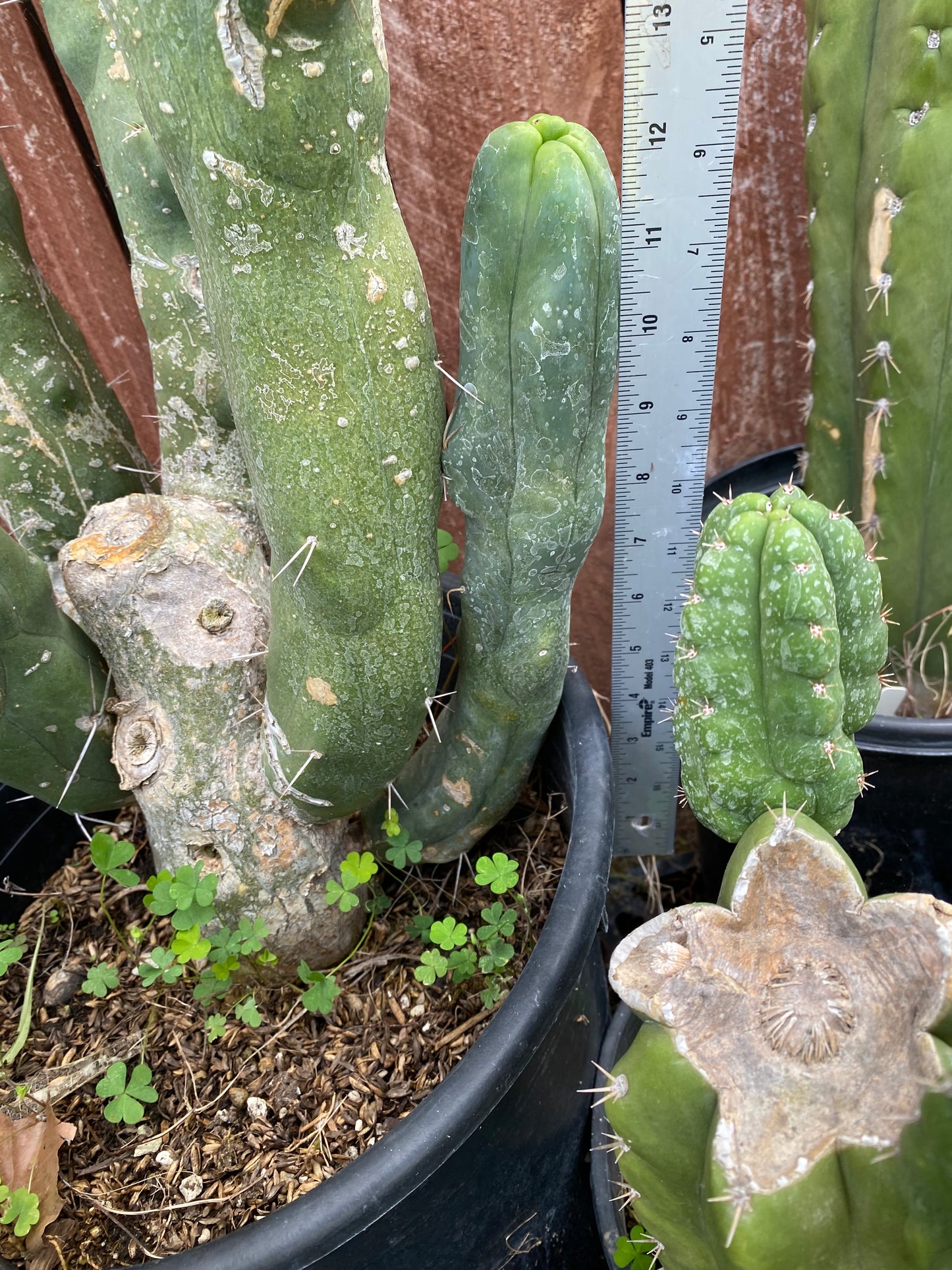 12” T. Bridgesii Monstrose Melted Wax cutting B29