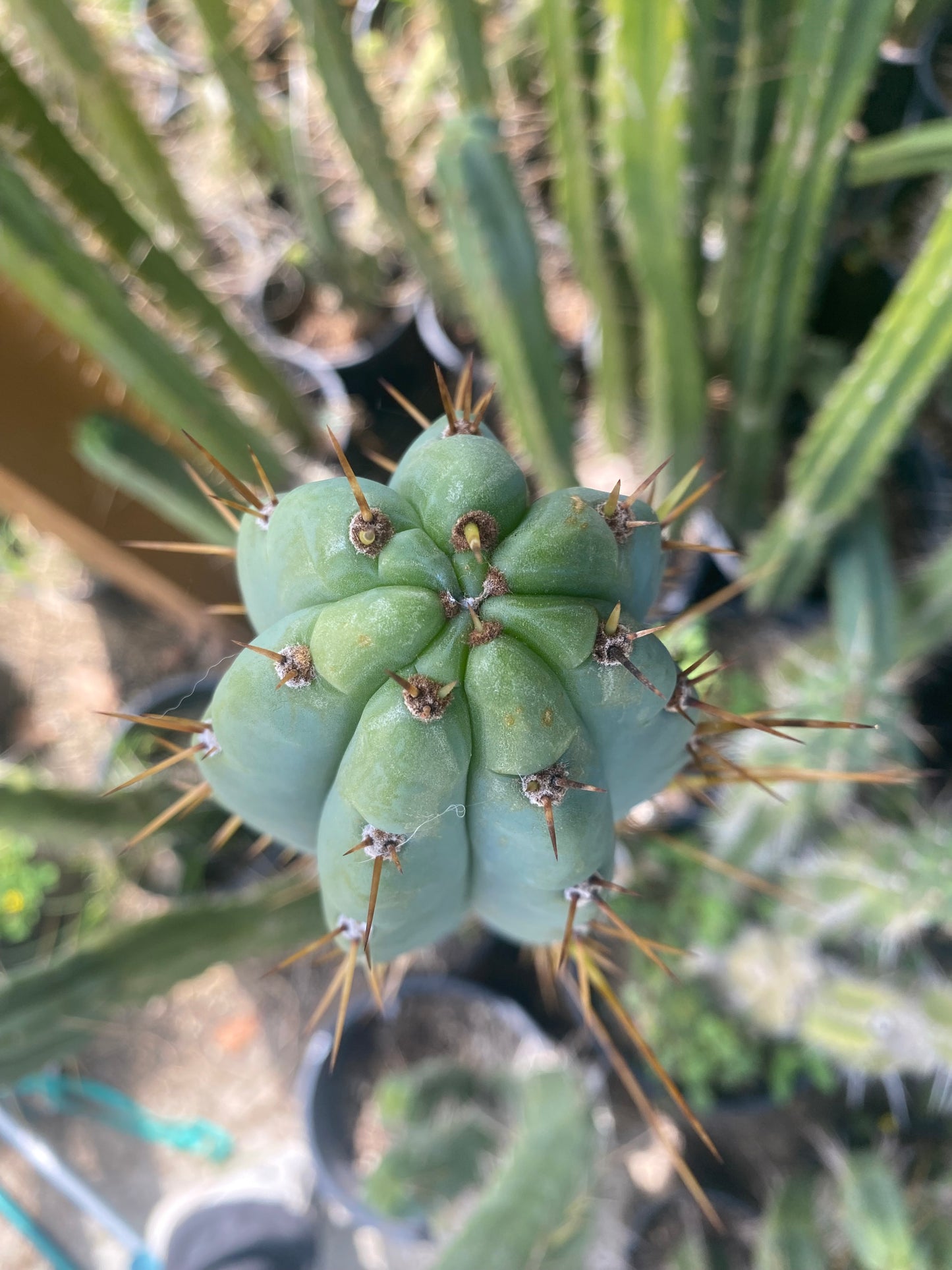 12” T. Bridgesii Australian Angela cutting B40