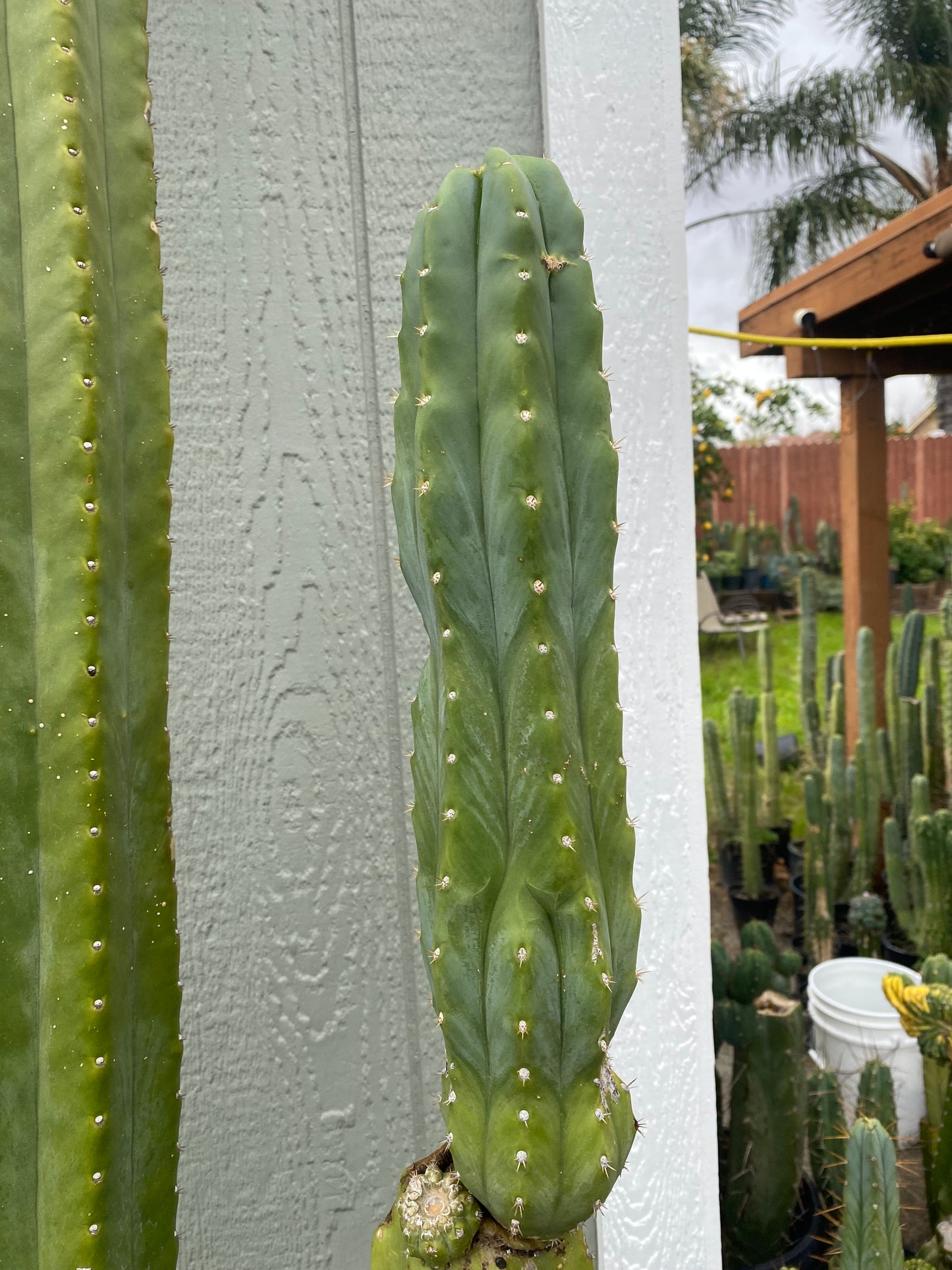 17 1/2” San Pedro top cutting