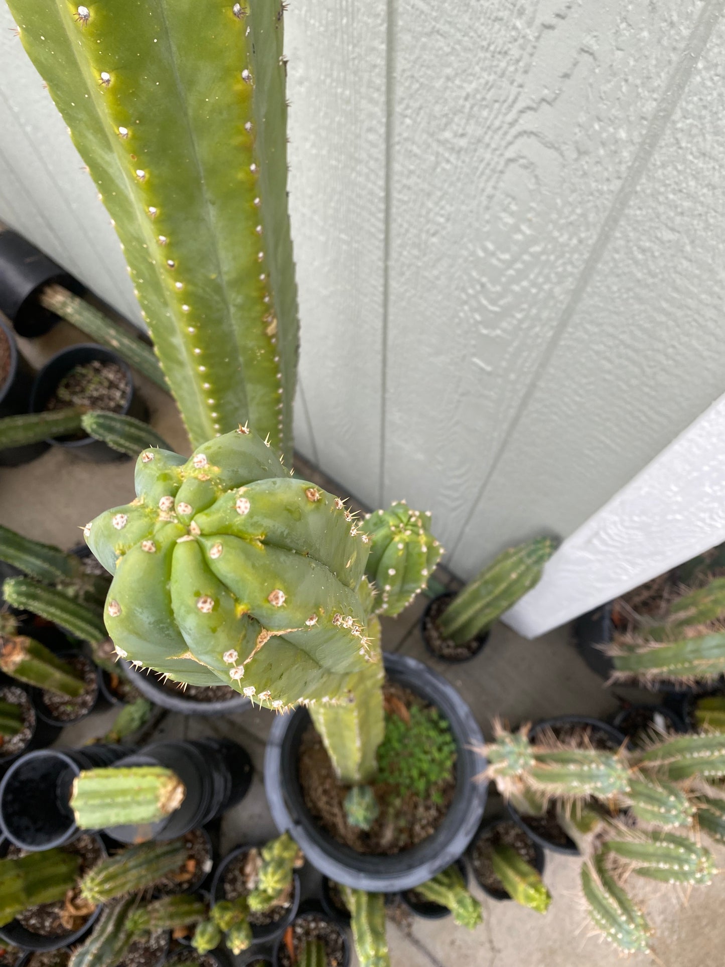 17 1/2” San Pedro top cutting