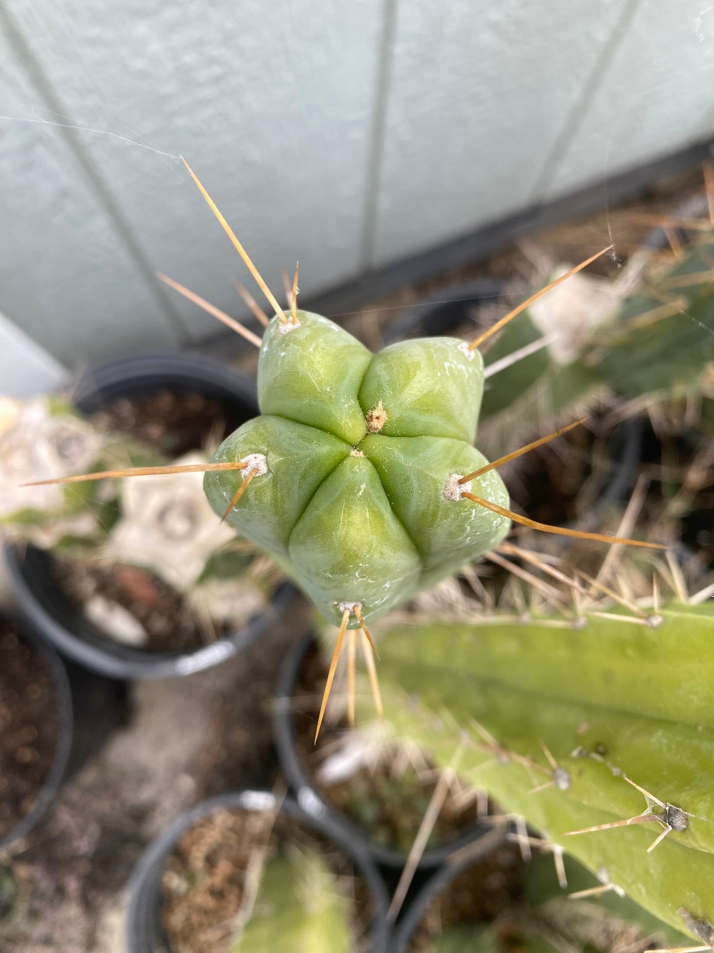 12” T. Bridgesii Eileen cutting