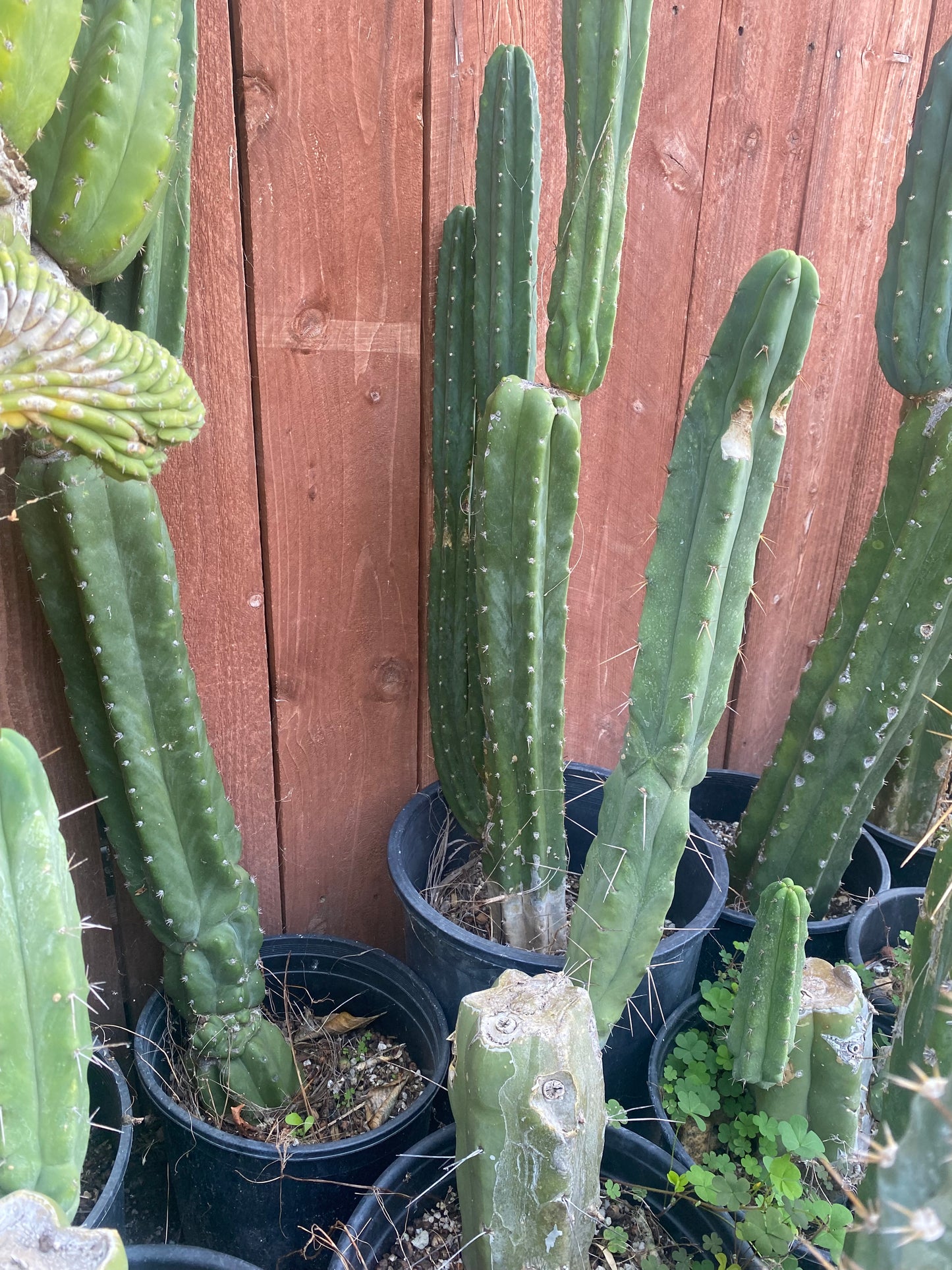 19” T. Bridgesii cutting B01