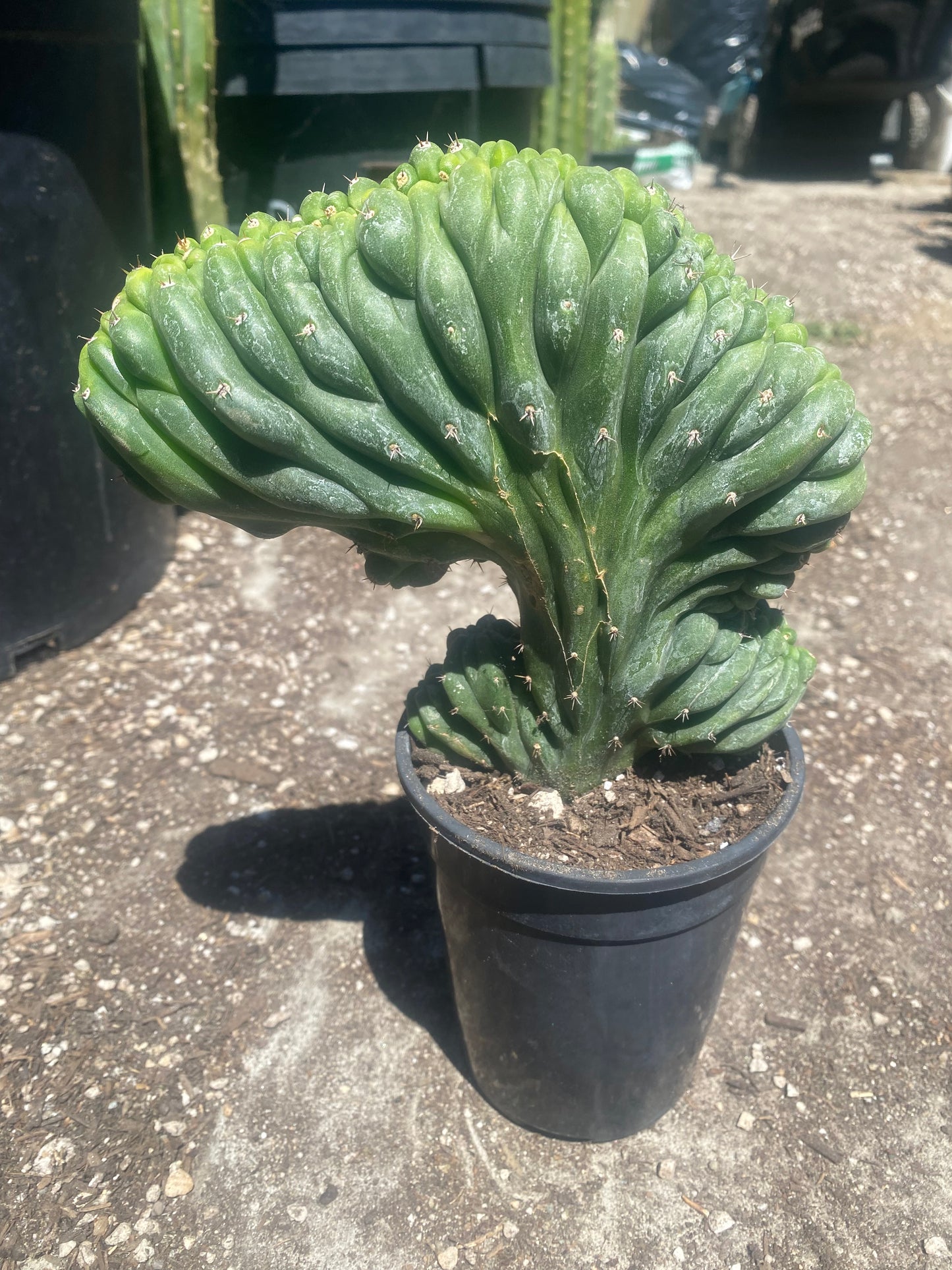 T. Pachanoi Monstrose Crest cutting