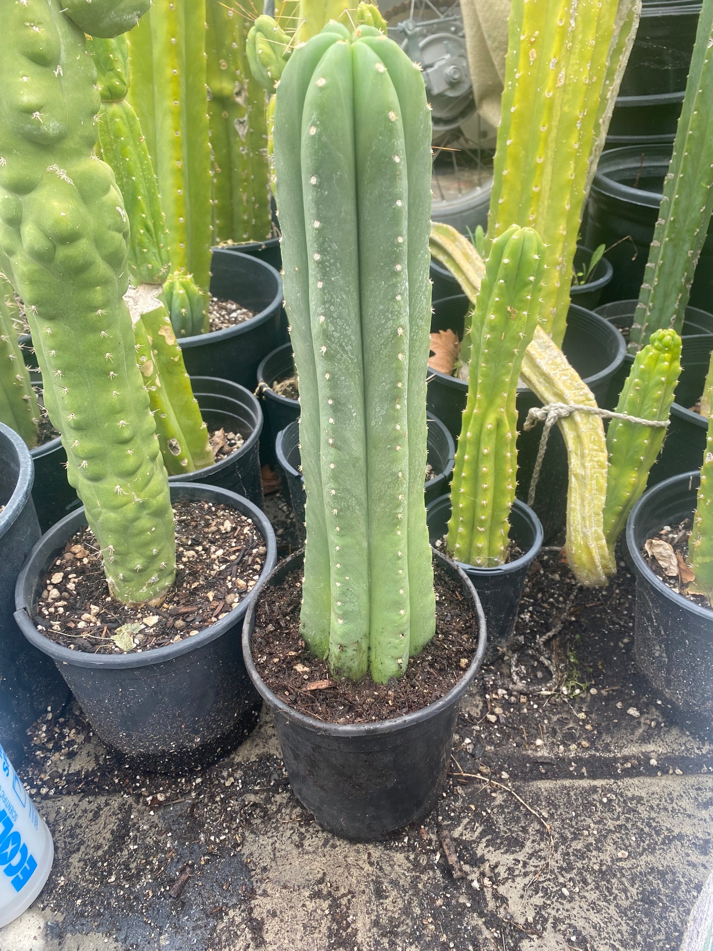 18” T. Pachanoi Cordobensis cutting