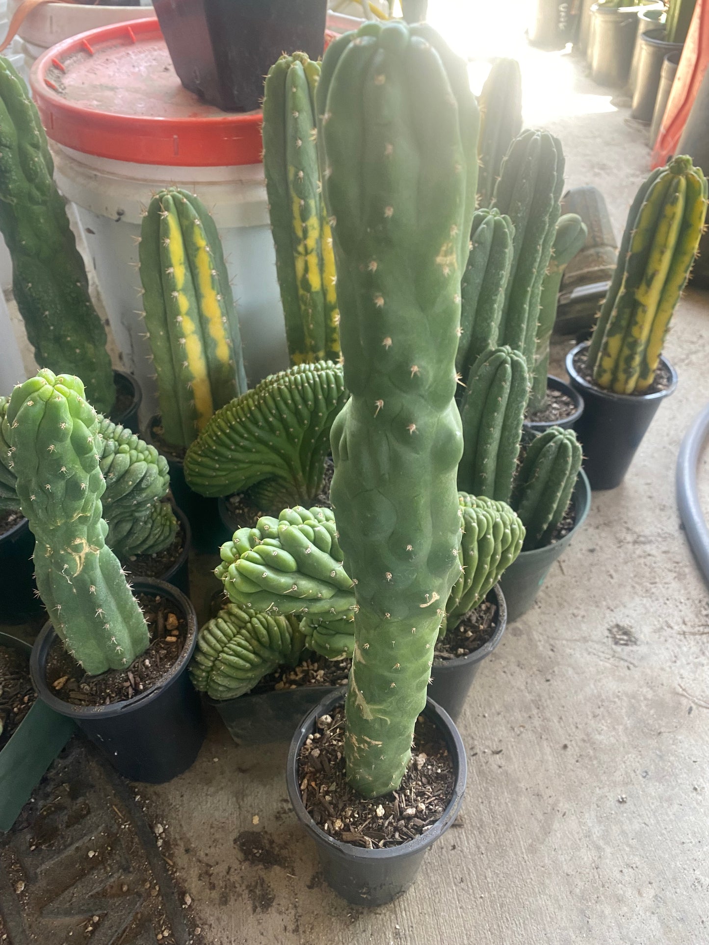 18 1/2” T. Pachanoi Monstrose cutting