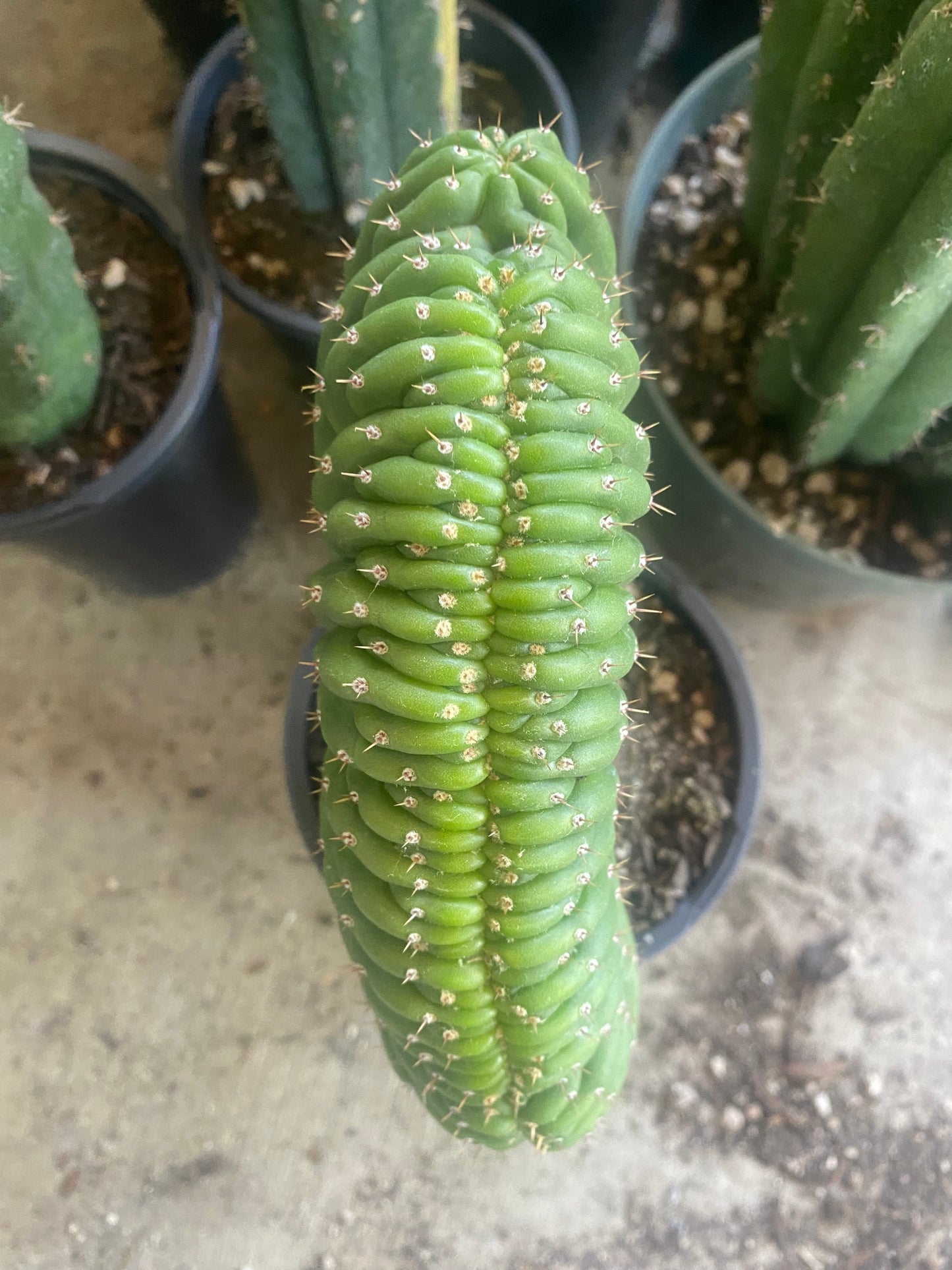 T. Pachanoi Monstrose Crest cutting