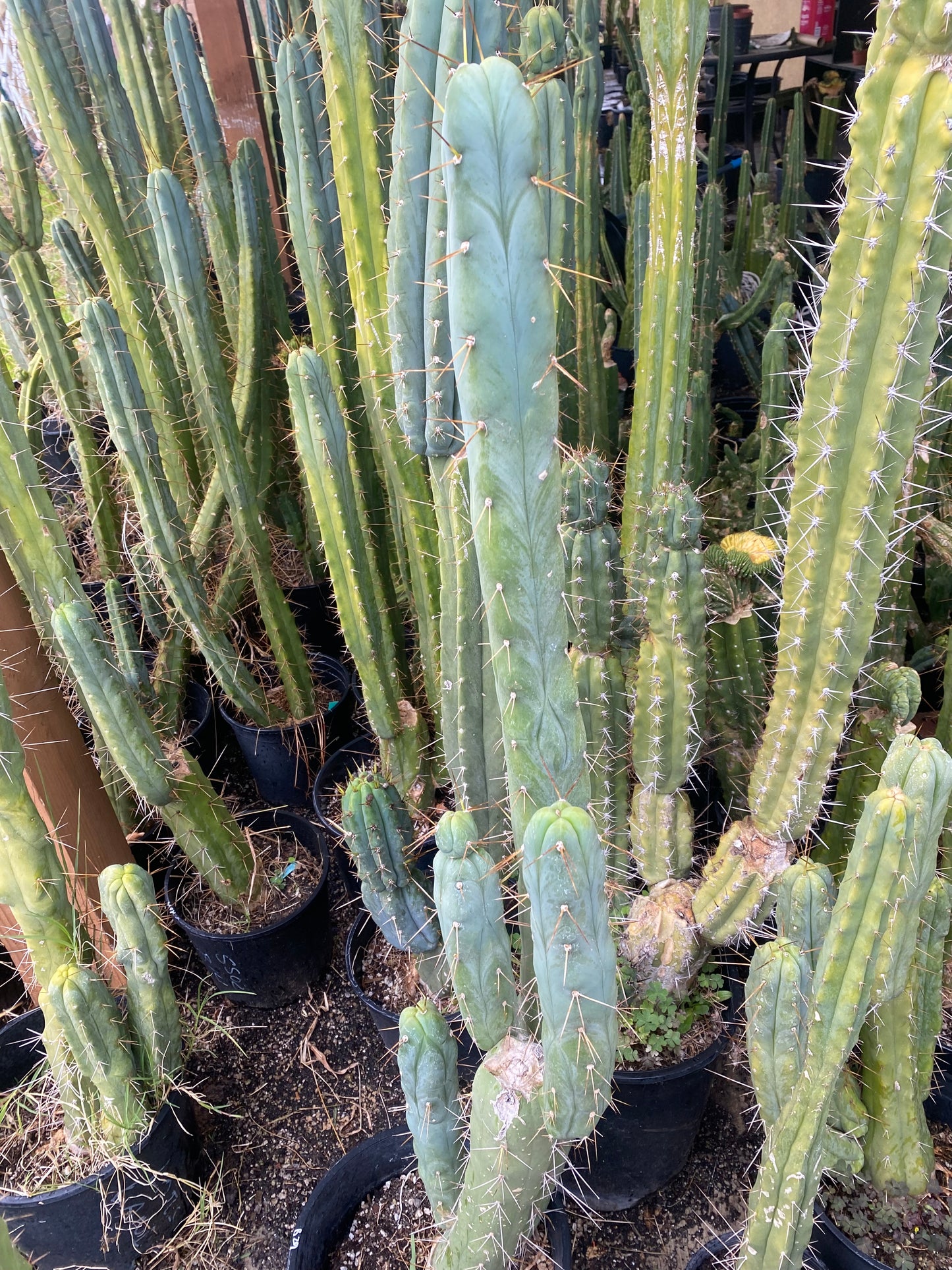 14” T. Bridgesii Monstrose Melted Wax like cutting