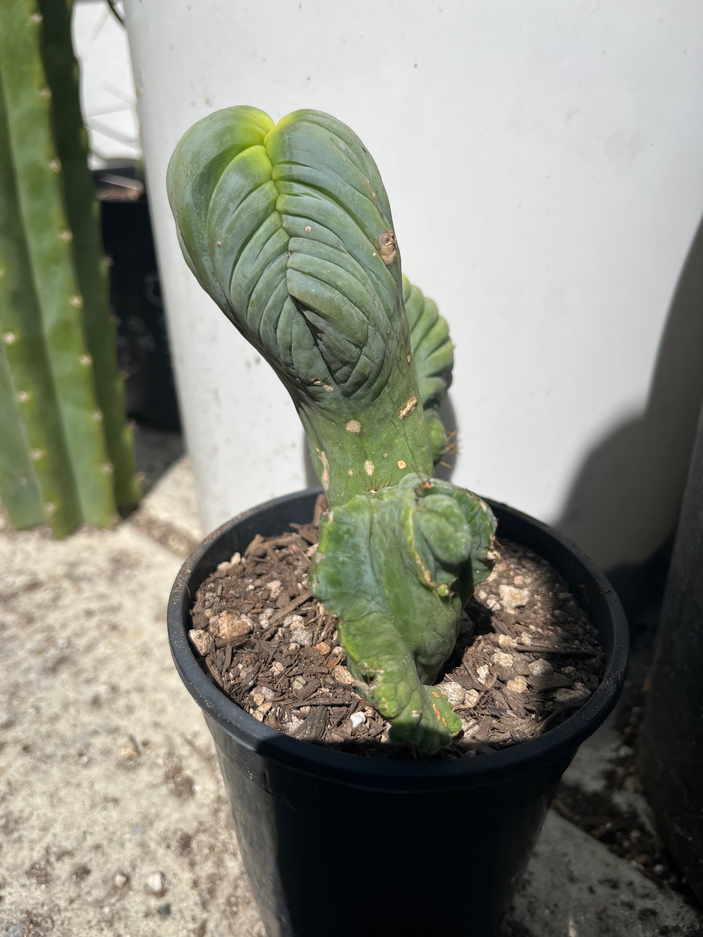 6” tall T. Bridgesii Monstrose Crest cutting