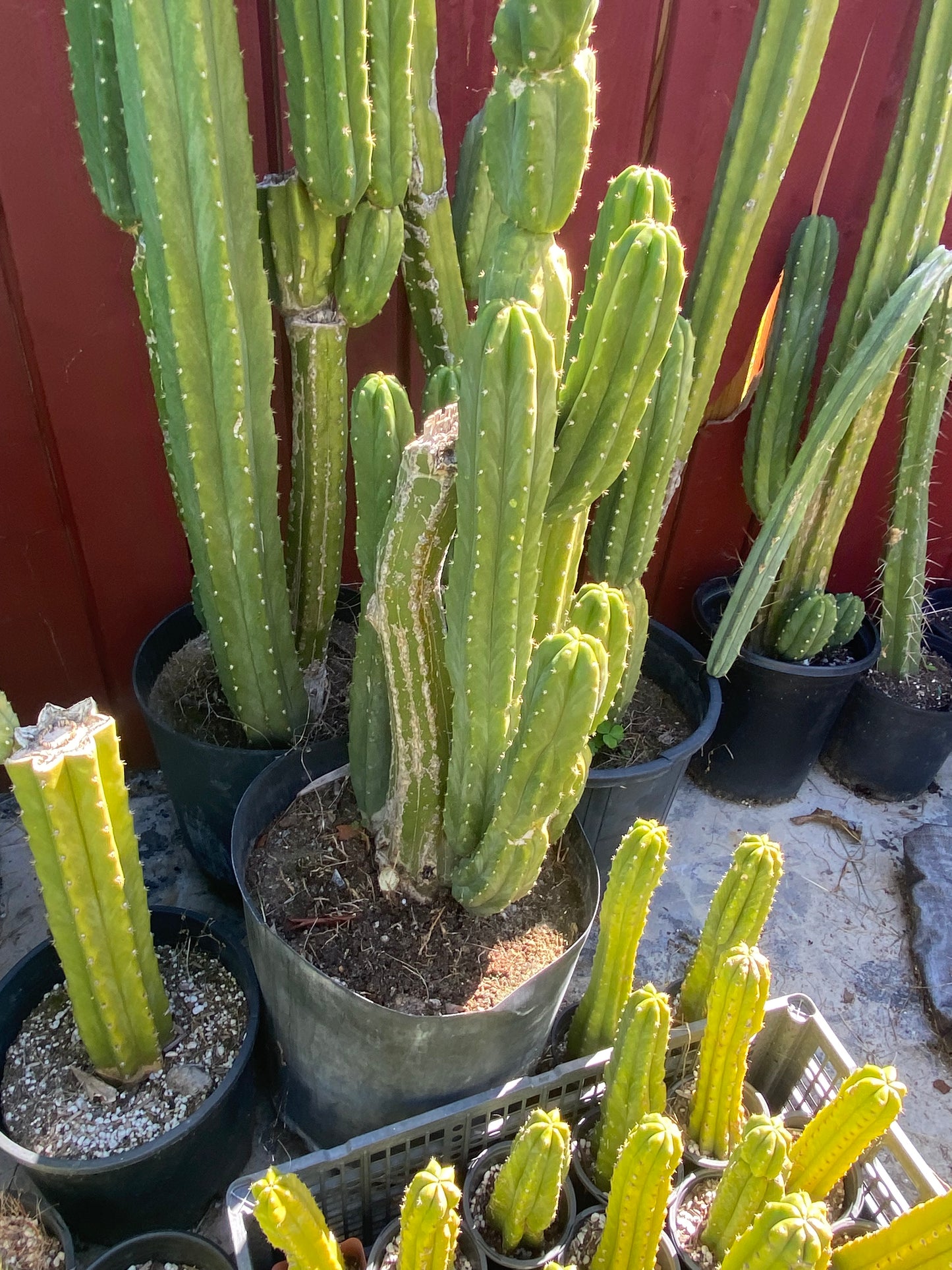 24” San Pedro top cutting