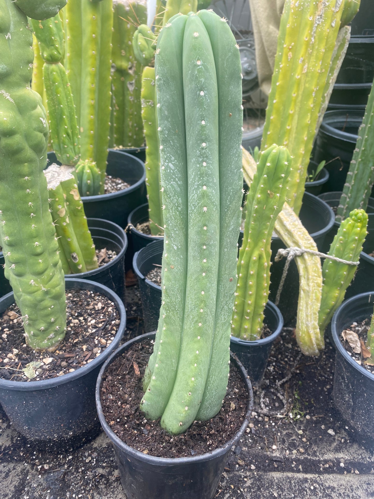 18” T. Pachanoi Cordobensis cutting