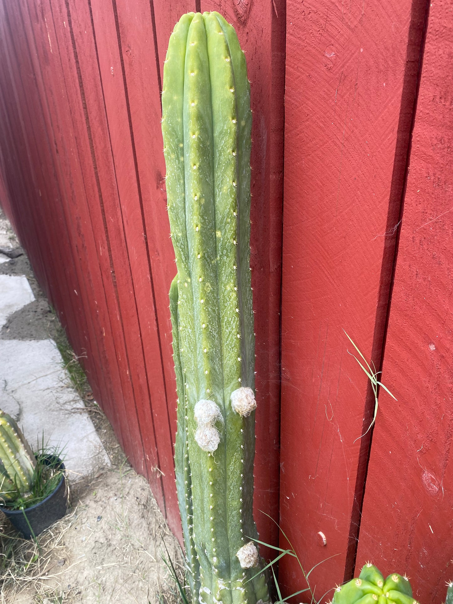 27” San Pedro top cutting flowing tip