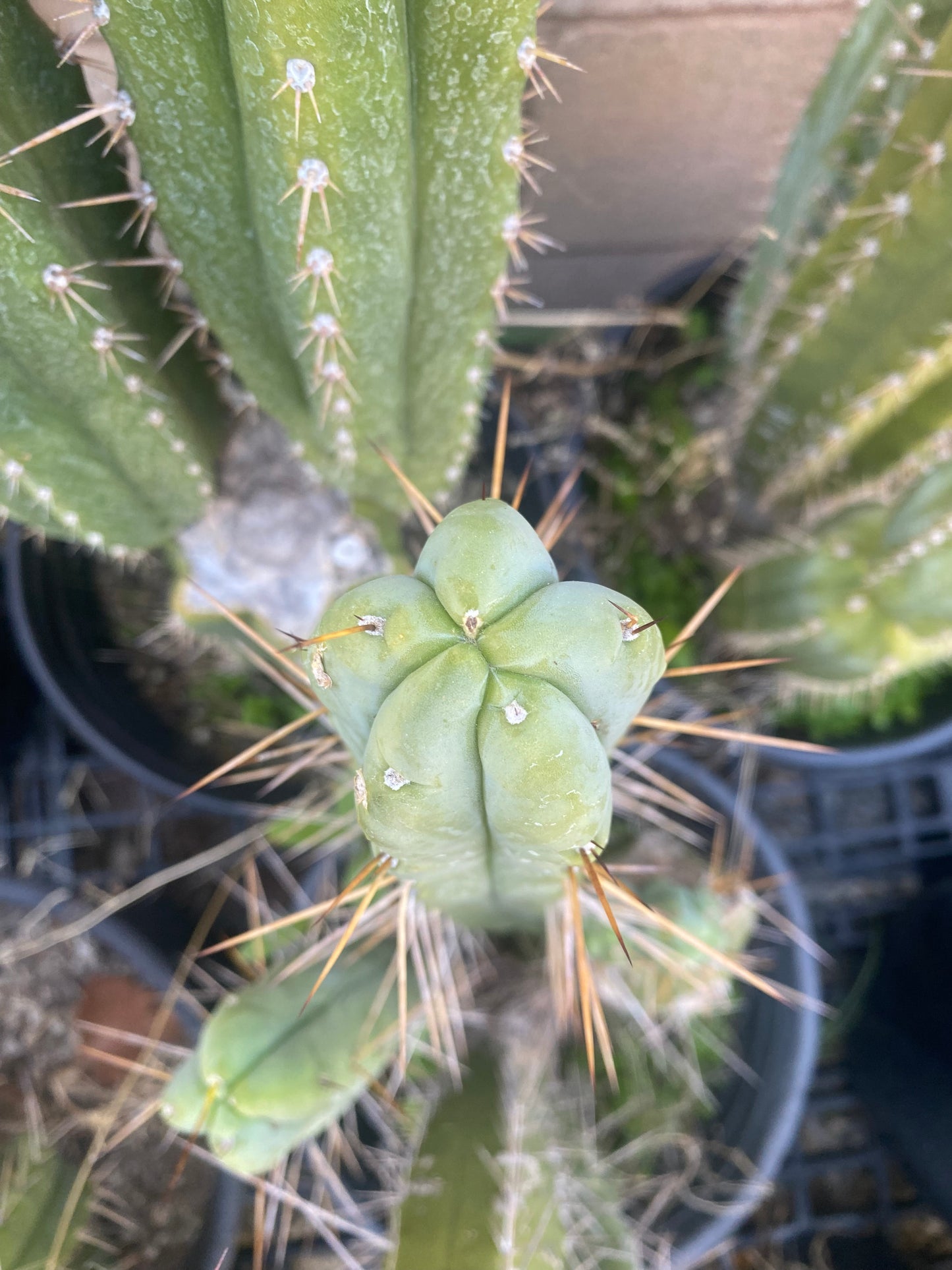 12 1/2” T. Bridgesii K.Knize cutting B07