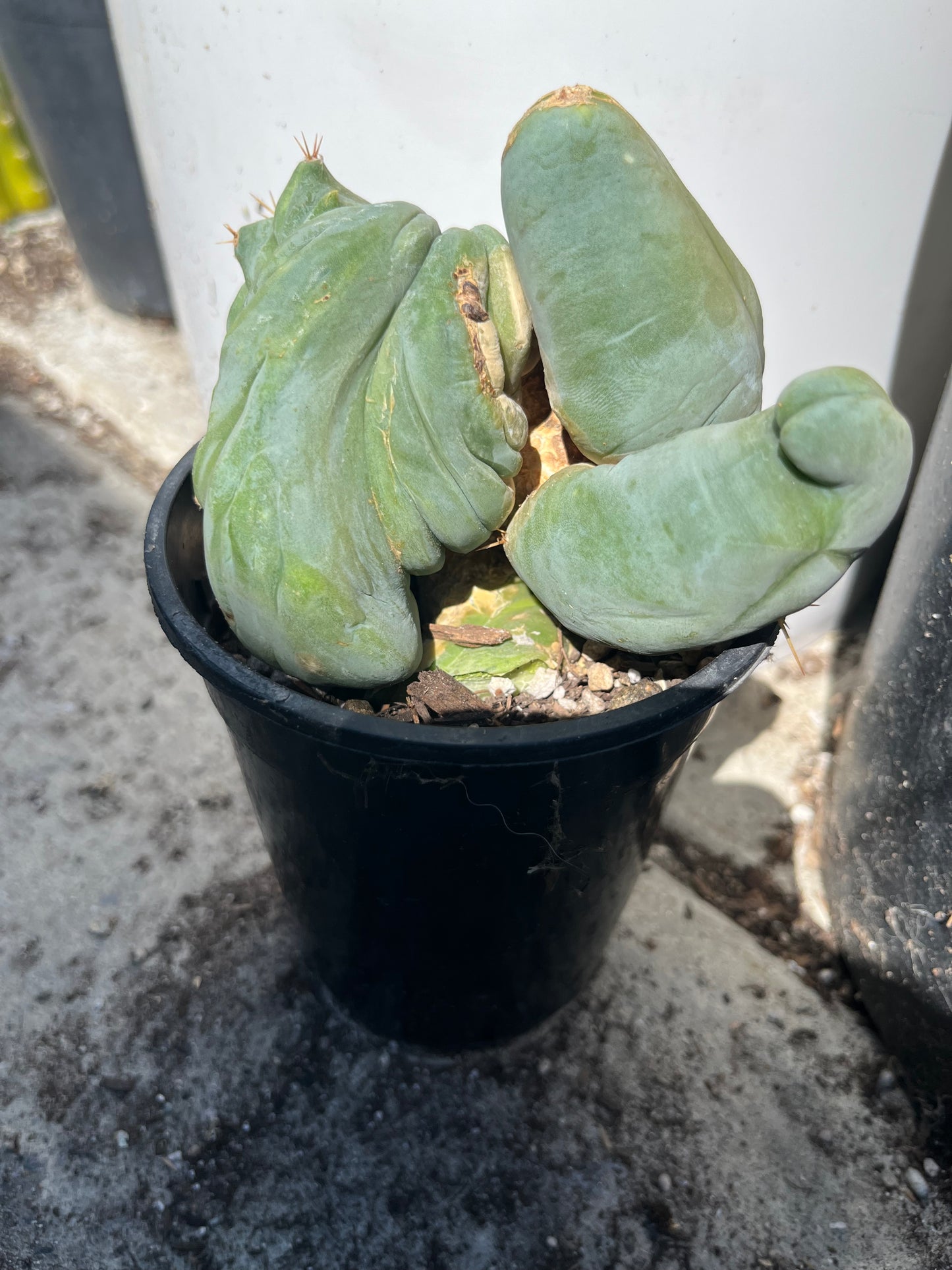 4” tall T. Bridgesii Monstrose Crest cutting