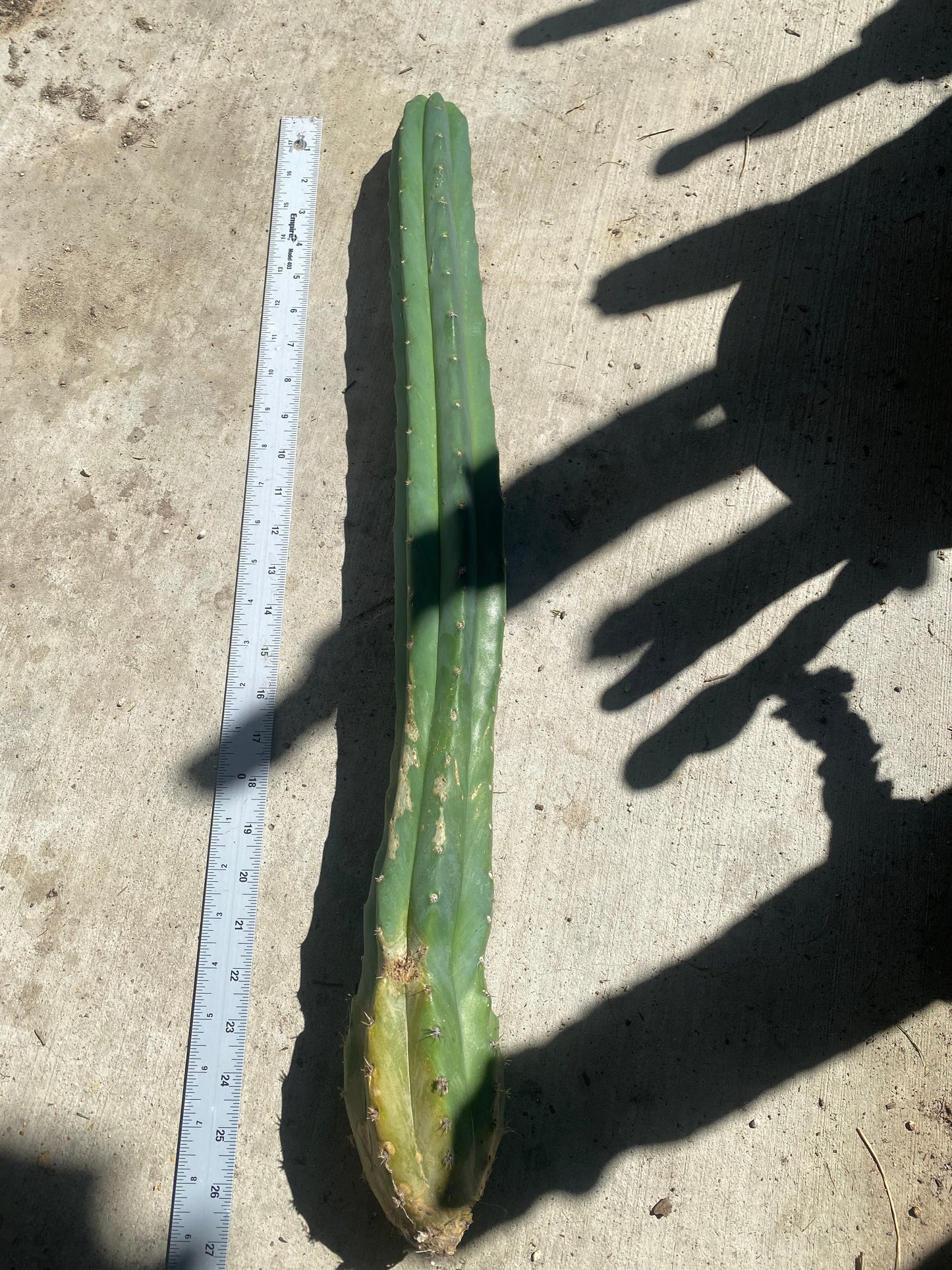 26 1/2” San Pedro top cutting