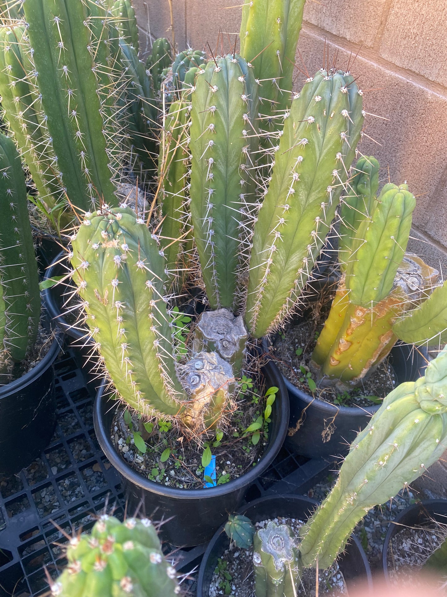 12” T. Pachanoi K.K. cutting
