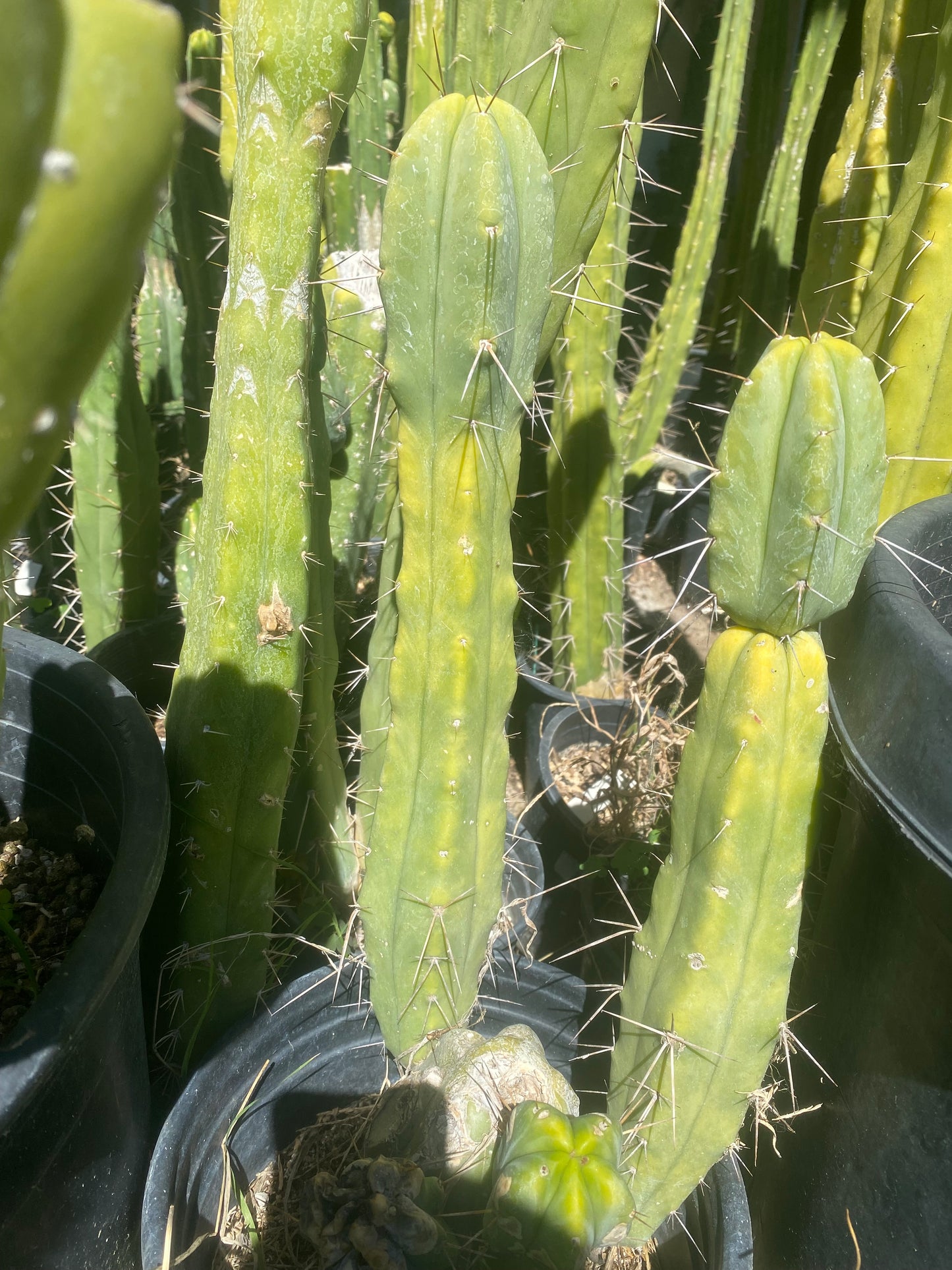 13” T. Bridgesii cutting B01