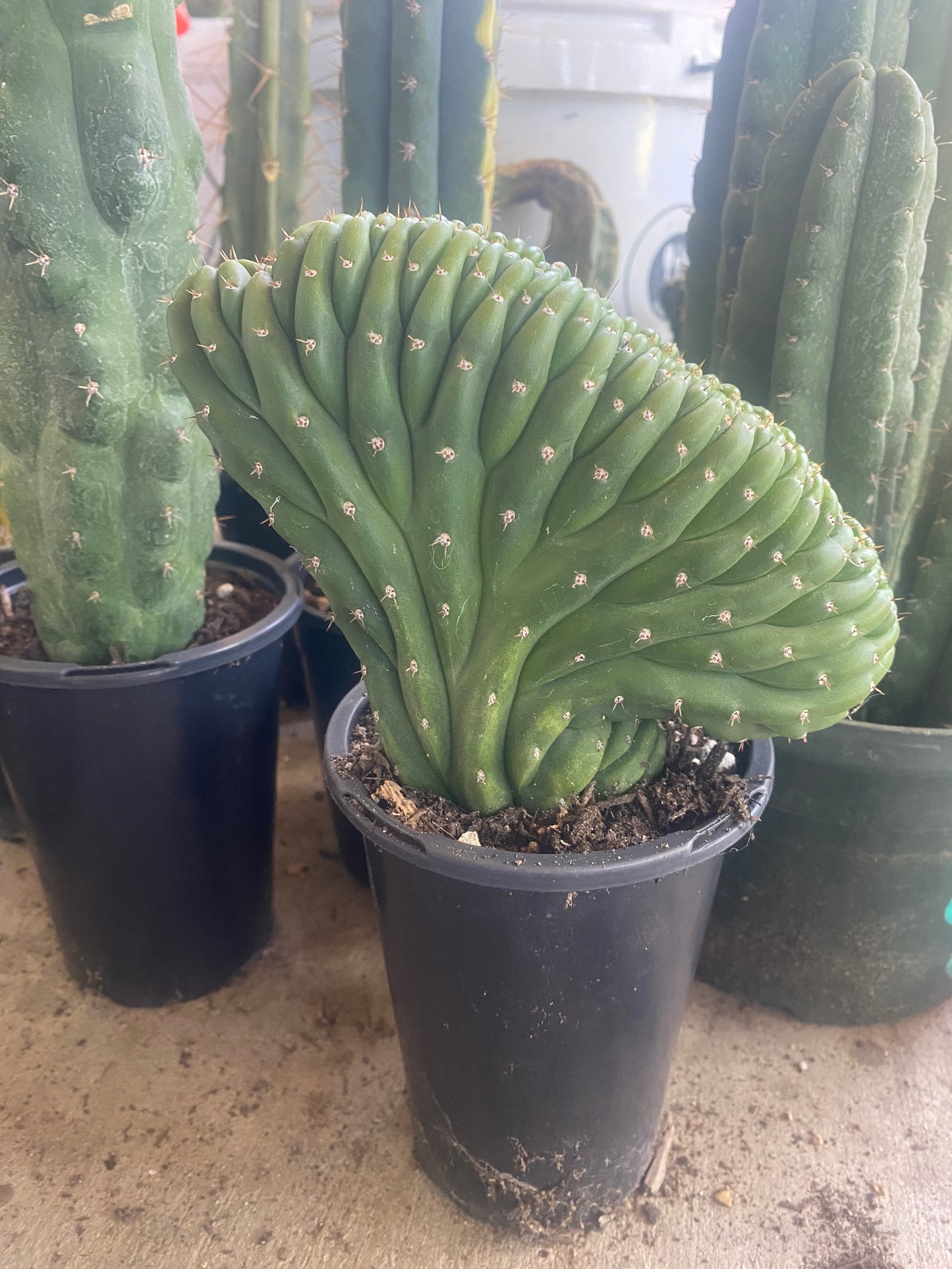 T. Pachanoi Monstrose Crest cutting