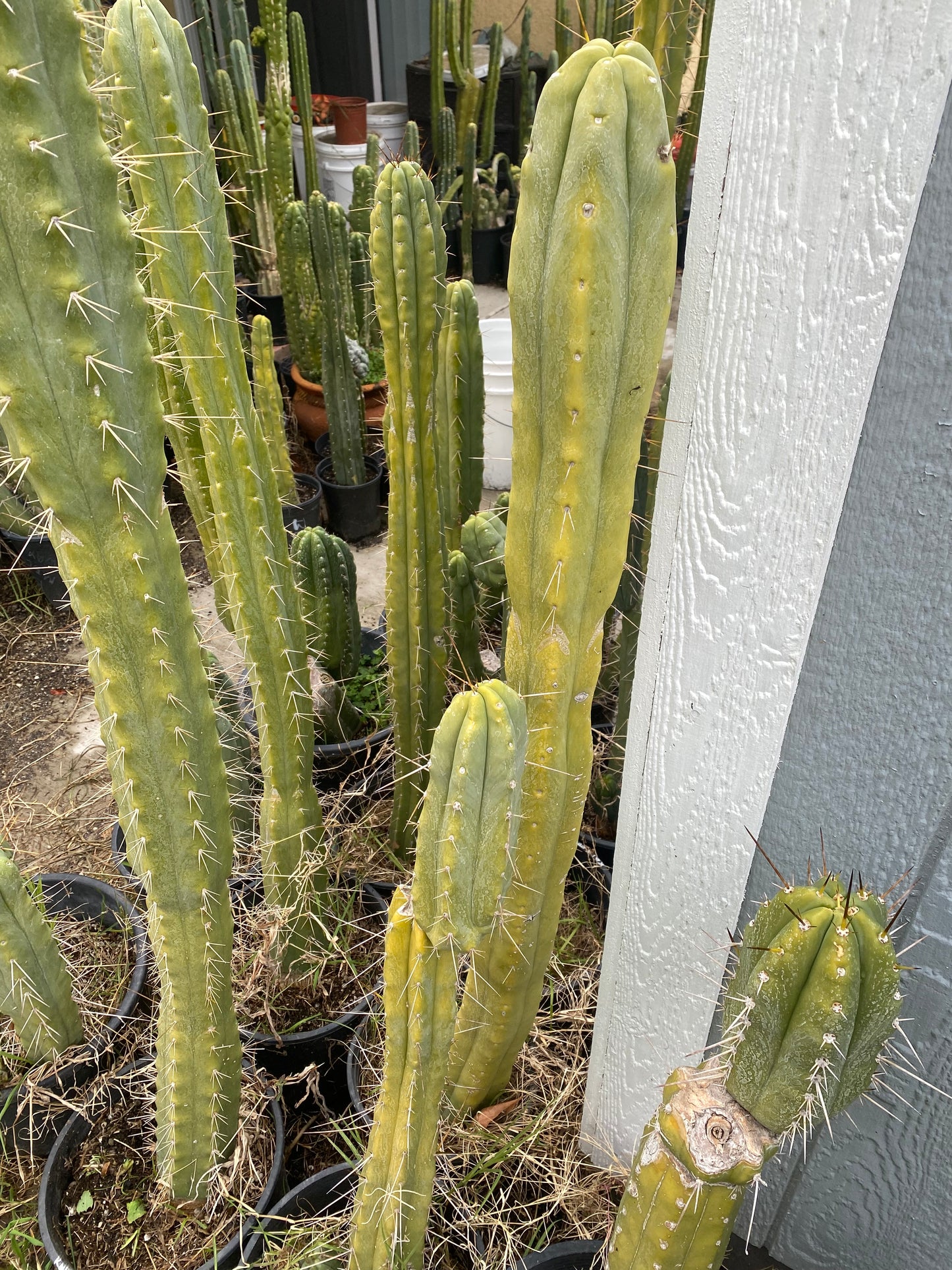 18” T. Bridgesii cutting B01 flowering tip