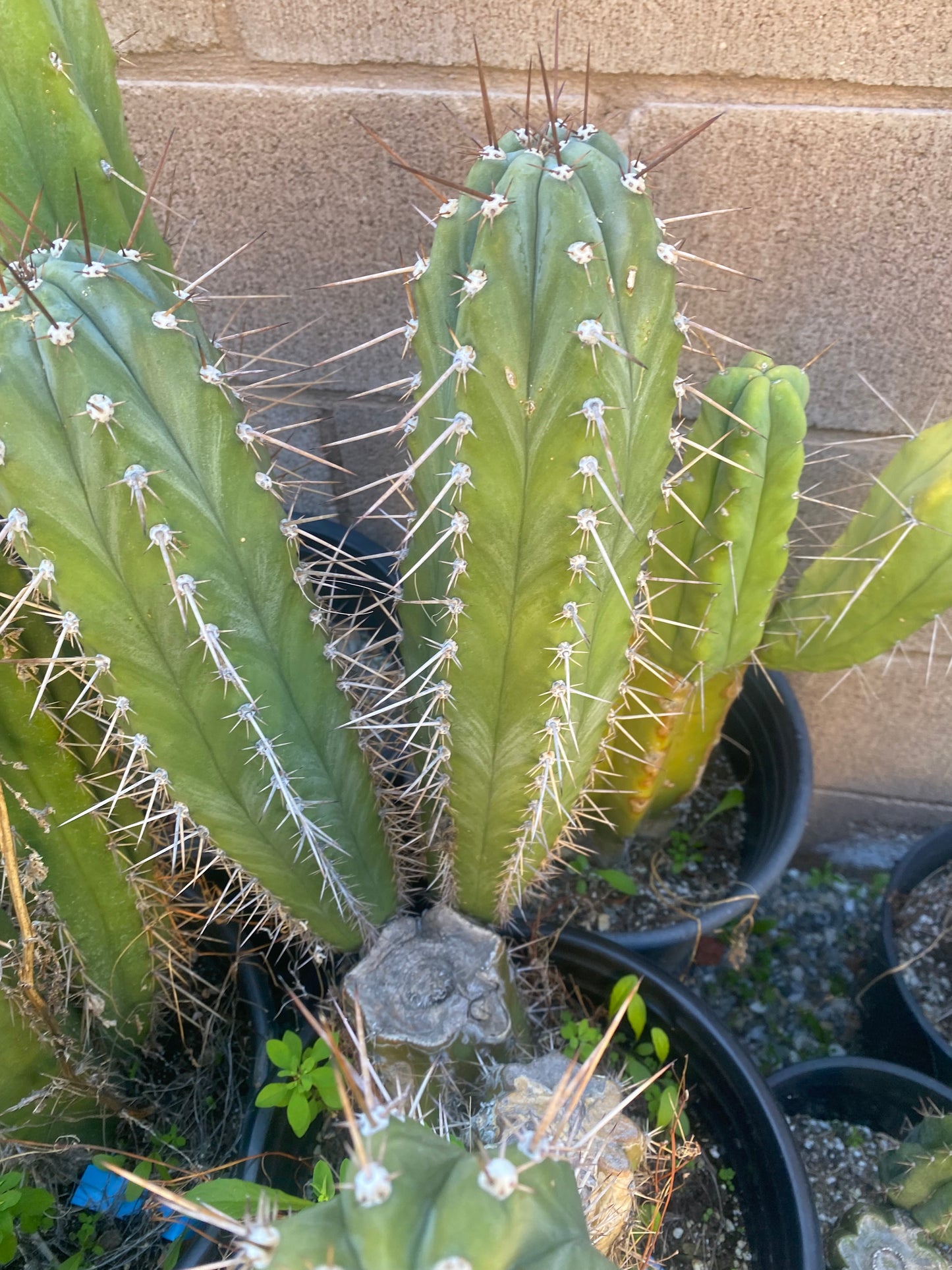 15 1/2” T. Pachanoi K.K. cutting