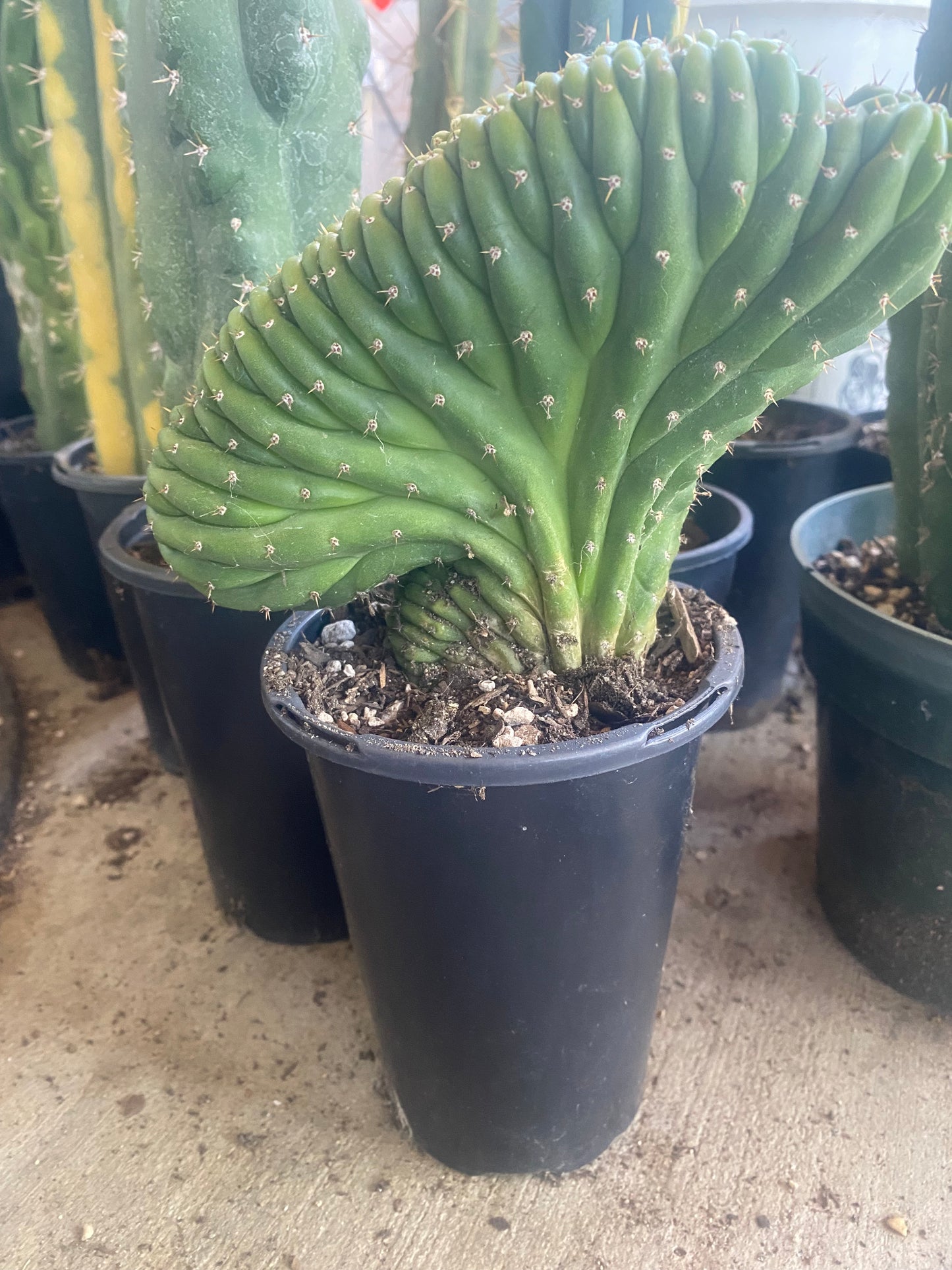 T. Pachanoi Monstrose Crest cutting