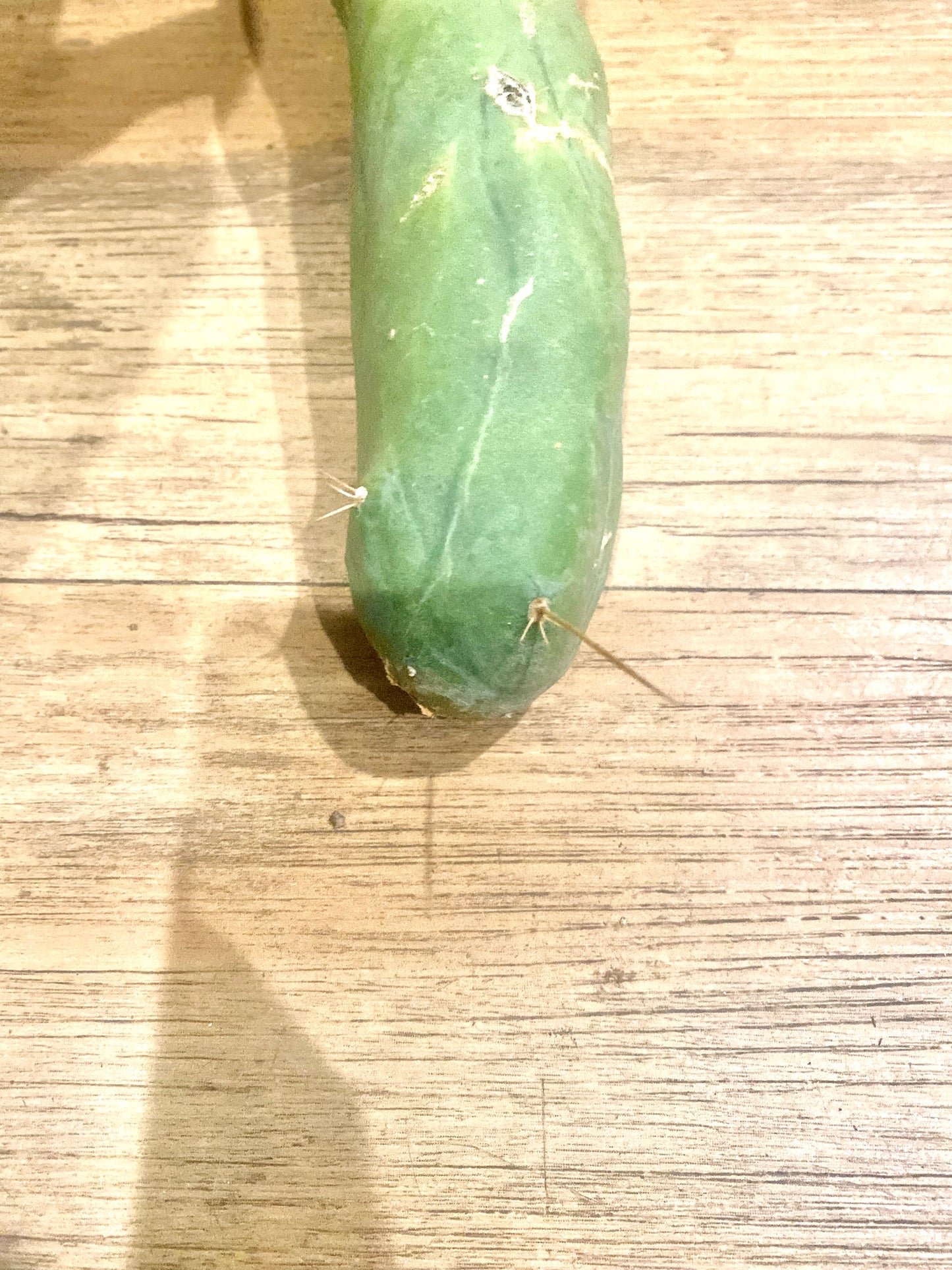11” Bridgesii Monstrose Long or clone A cutting
