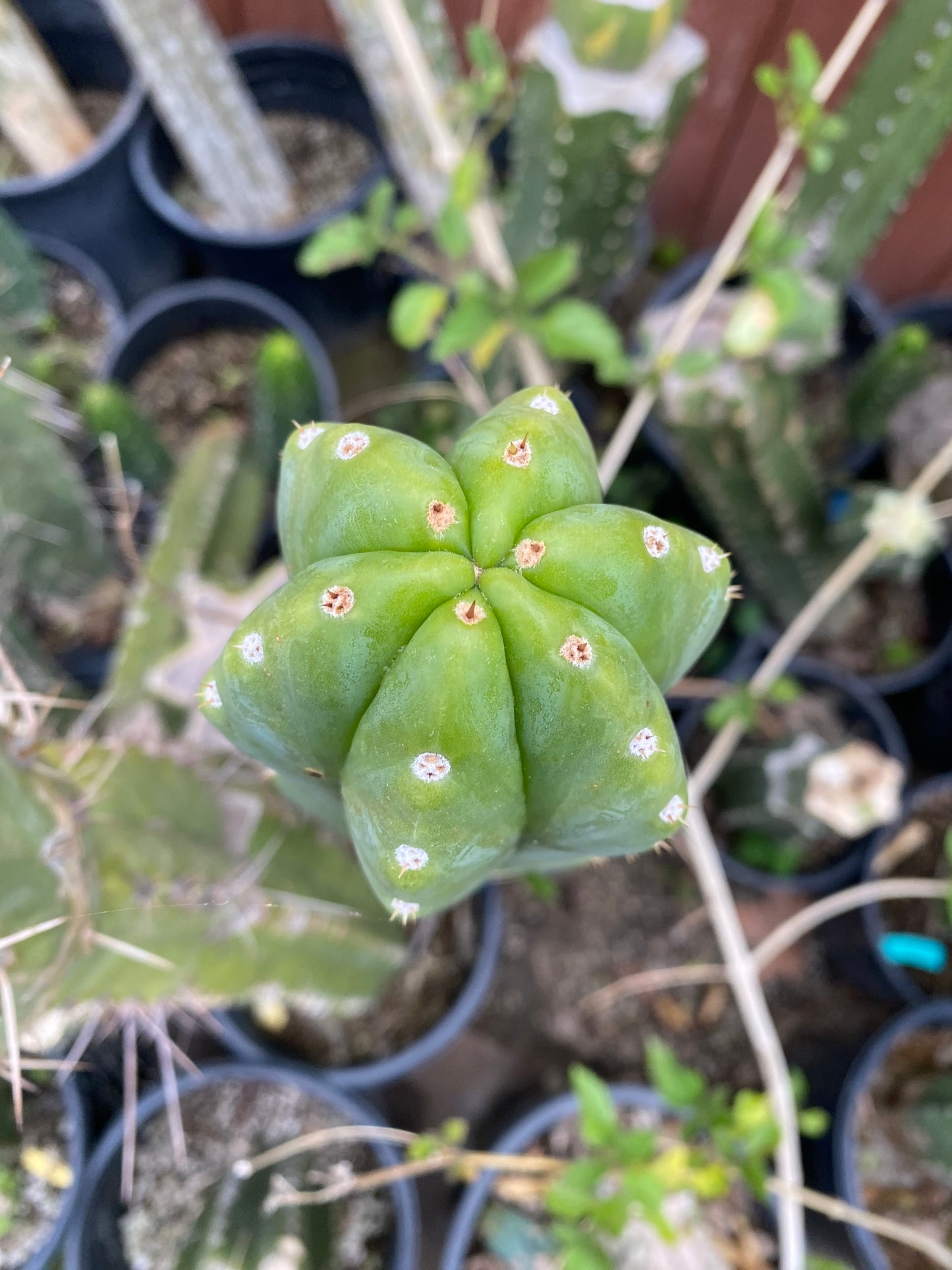 17” San Pedro top cutting